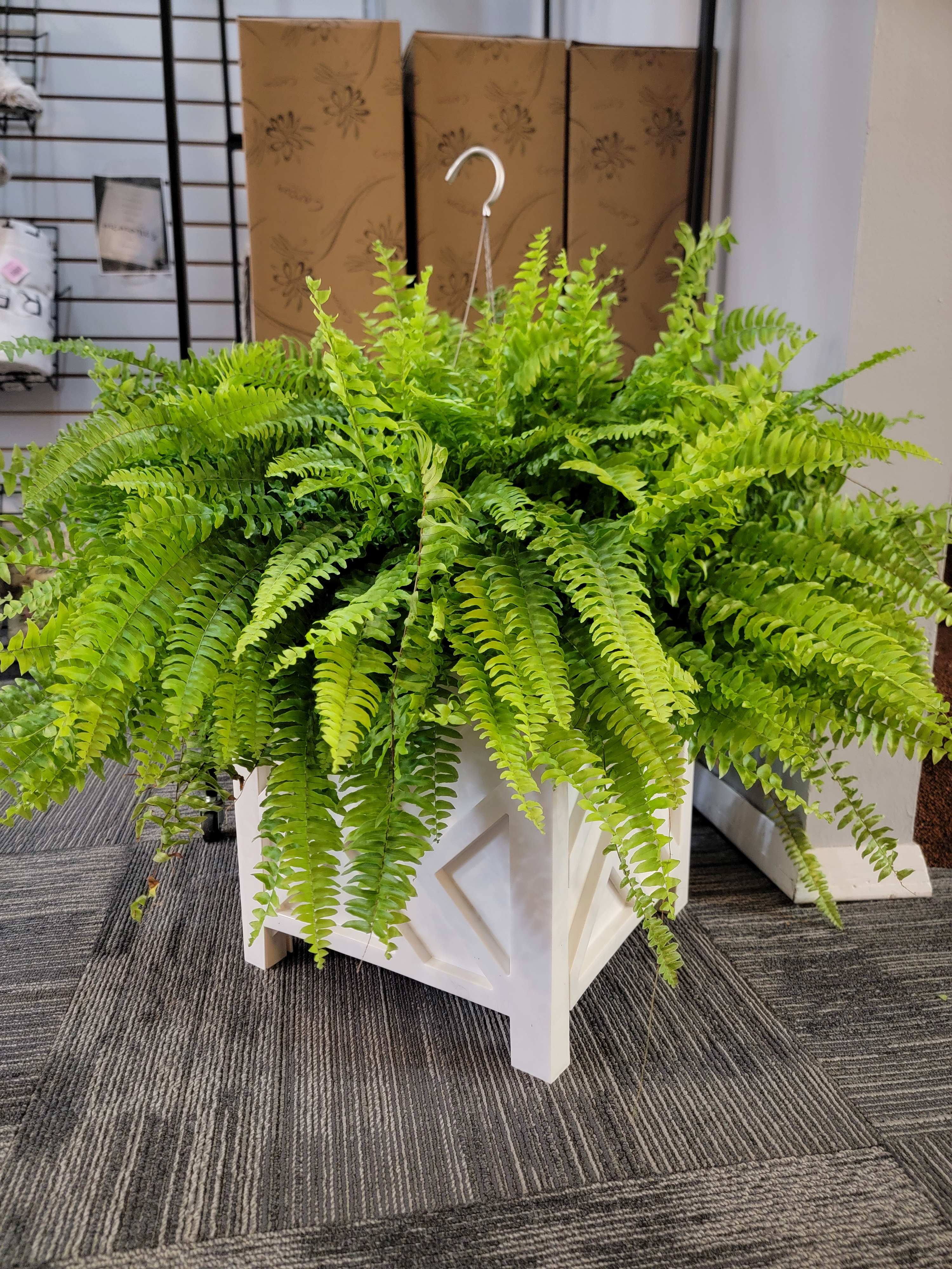 Boston Fern- Hanging Basket - Our huge Boston Fern comes in a 10 inch hanging planter basket. This shade loving, ornamental plant will stay beautiful throughout summer and fall!  *WHITE CONTAINER NOT INCLUDED* 