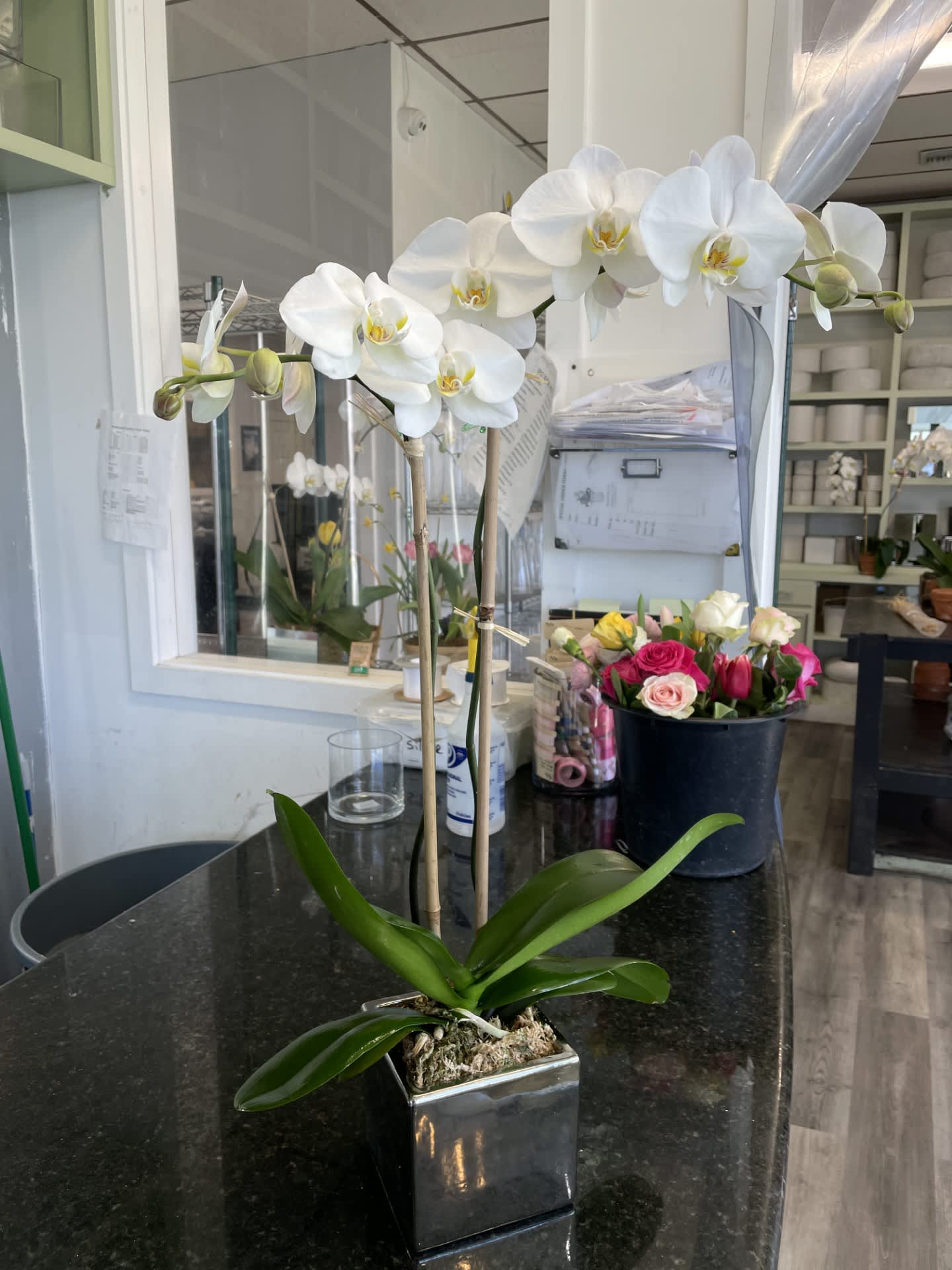 Orchid Double Stem white in Mirrored Cube - 2 Stem White Orchid arranged in 5 X 5 Mirrored Cube, with bamboo - Raffia