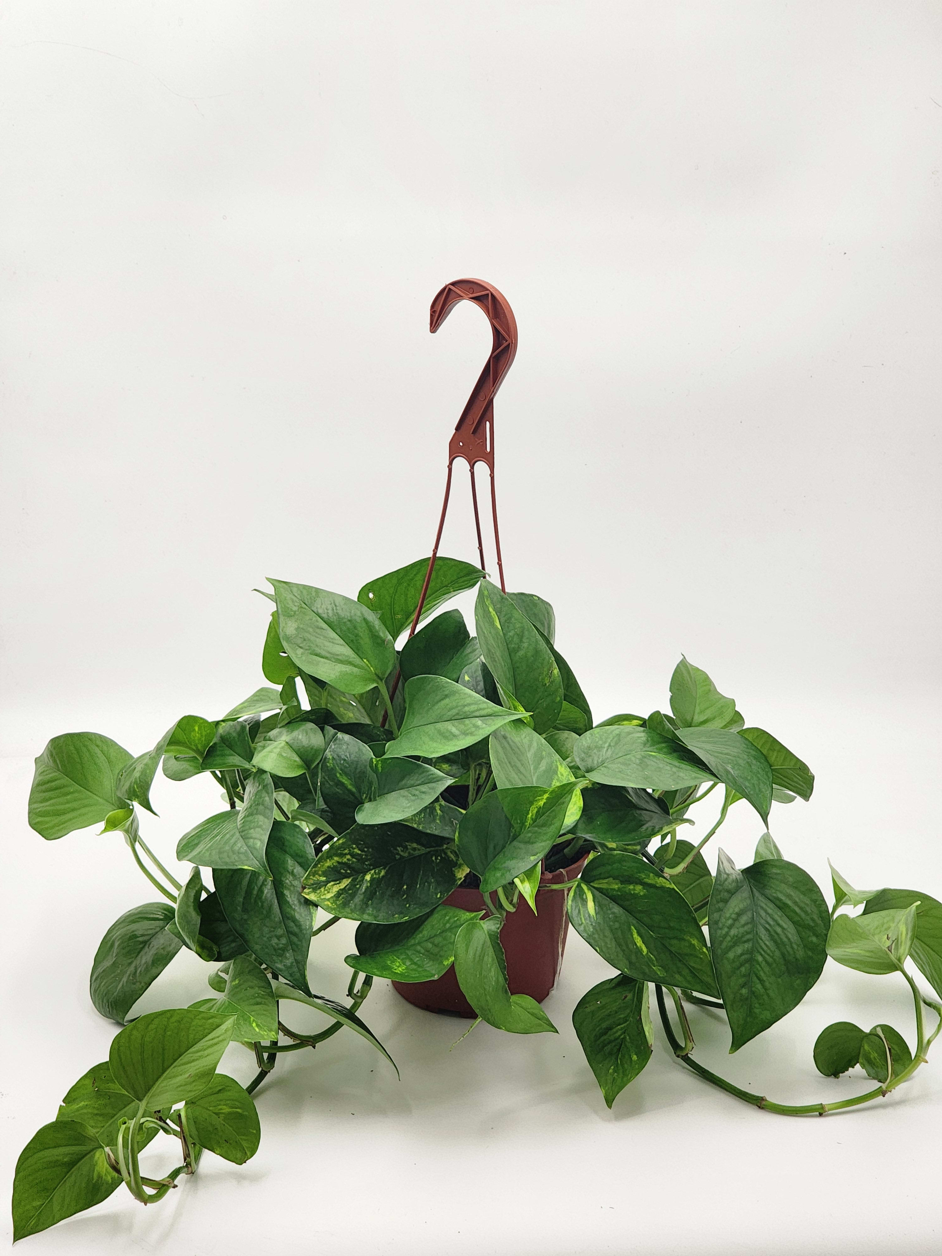 6" Hanging Pothos Plant 6" Hanging Pothos Plant - A 6" hanging pothos plant for the plant lover in your life.