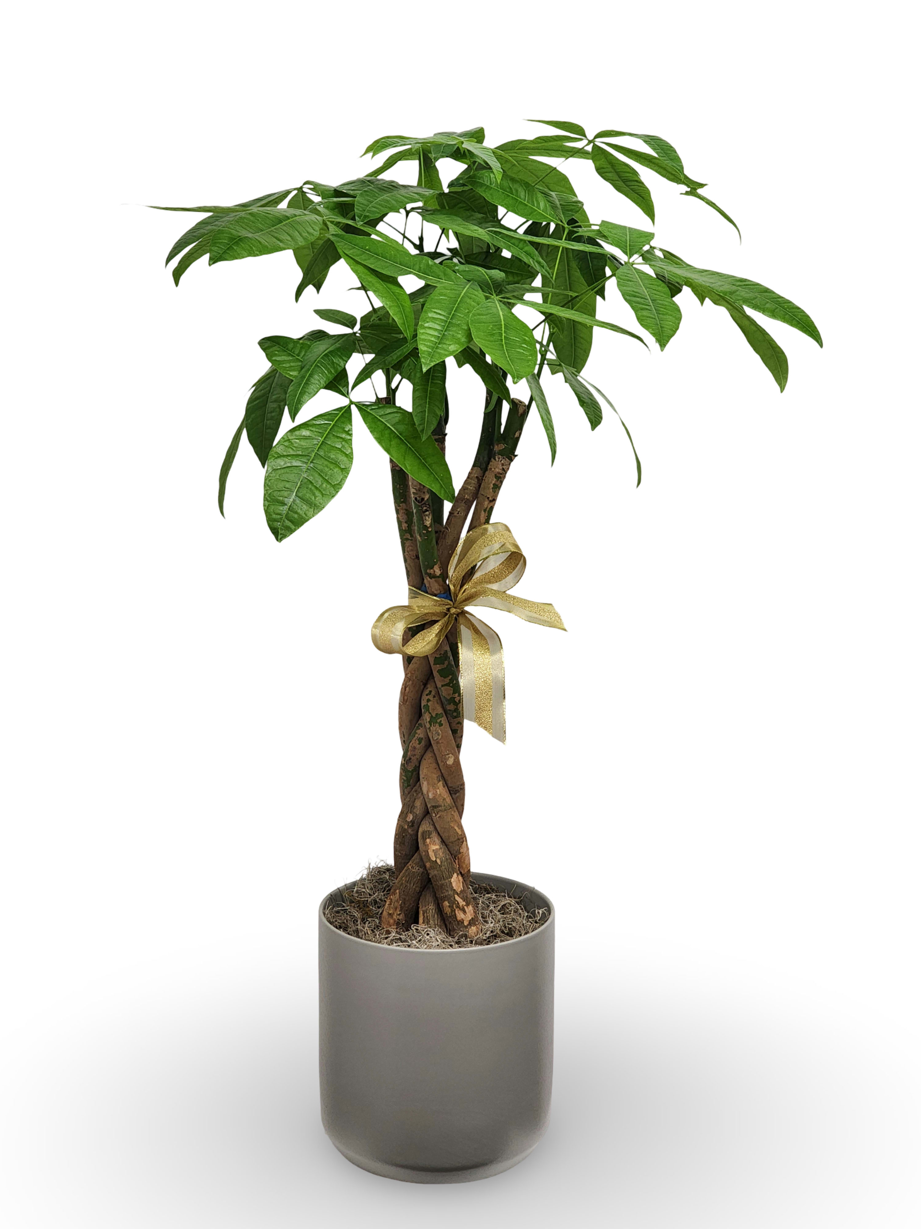 8&quot; Money Tree Plant - Bring home some good fortune into your home with this uniquely braided money tree! Container may vary.  Approximately 38&quot; by 8.5&quot;.
