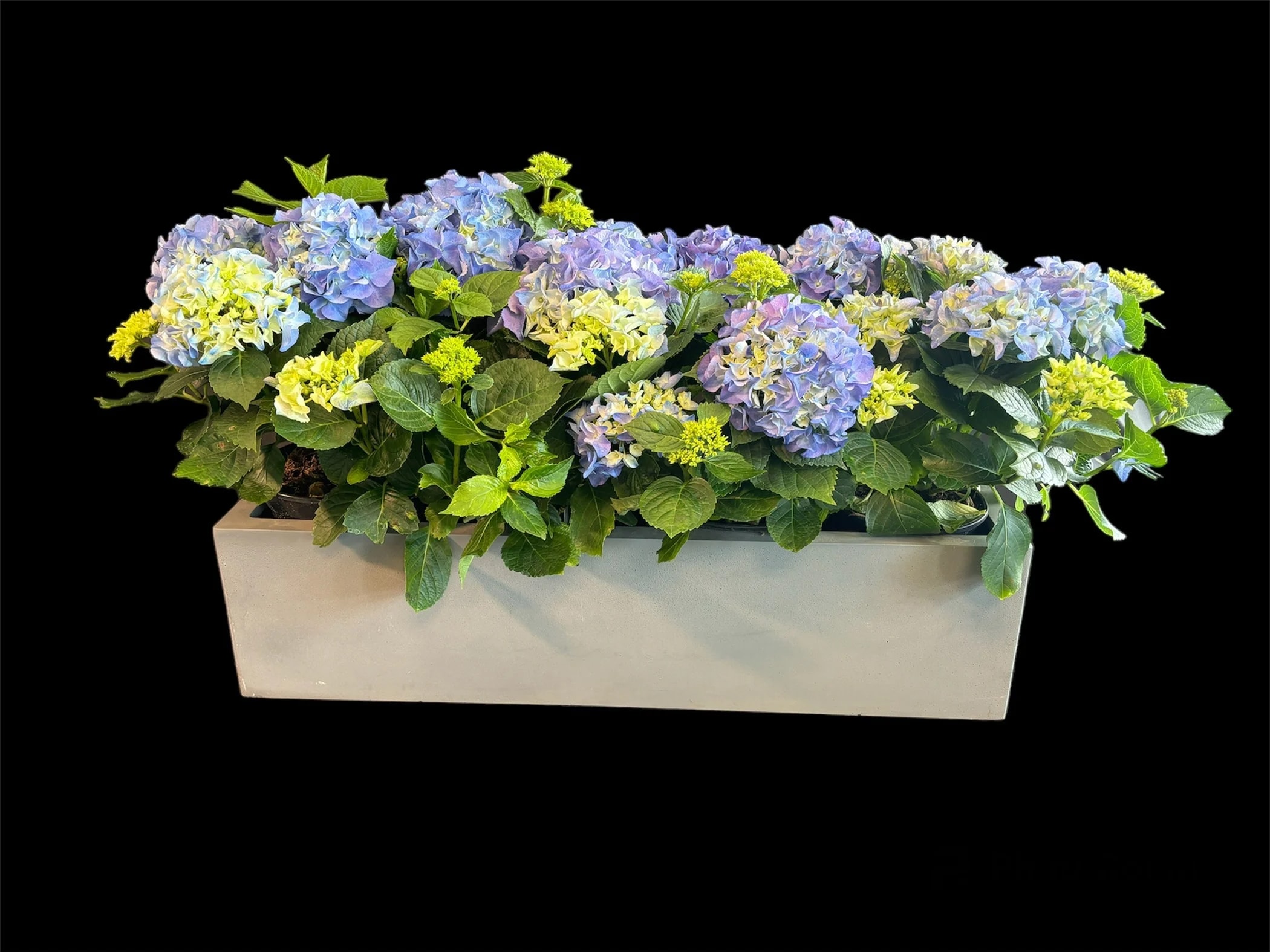 Purple Hydrandea Planter - Premium purple hydrangeas in large planter