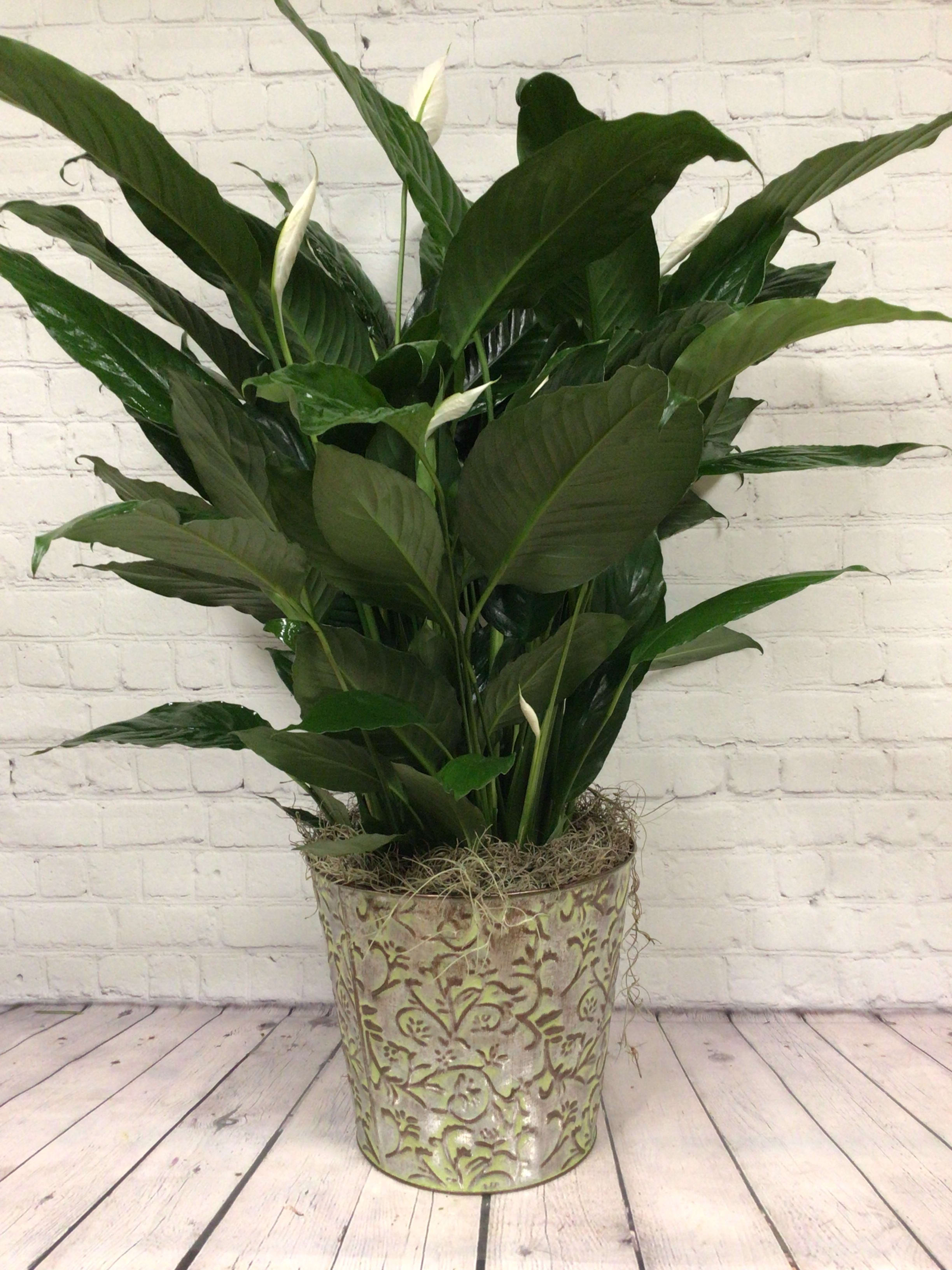 Peace Lily in an 8” pot - This is our medium peace lily (spathophyllium) - it comes in a decorative metal container - decorated with a suitable bow..