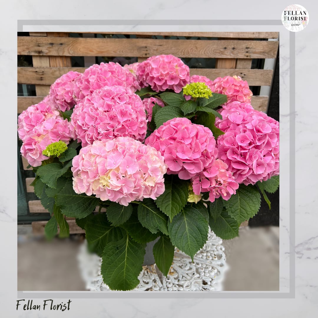PINK HYDRANGEA 10” - The hydrangea is a symbol of beauty and abundance due to the shape of its flowers. 