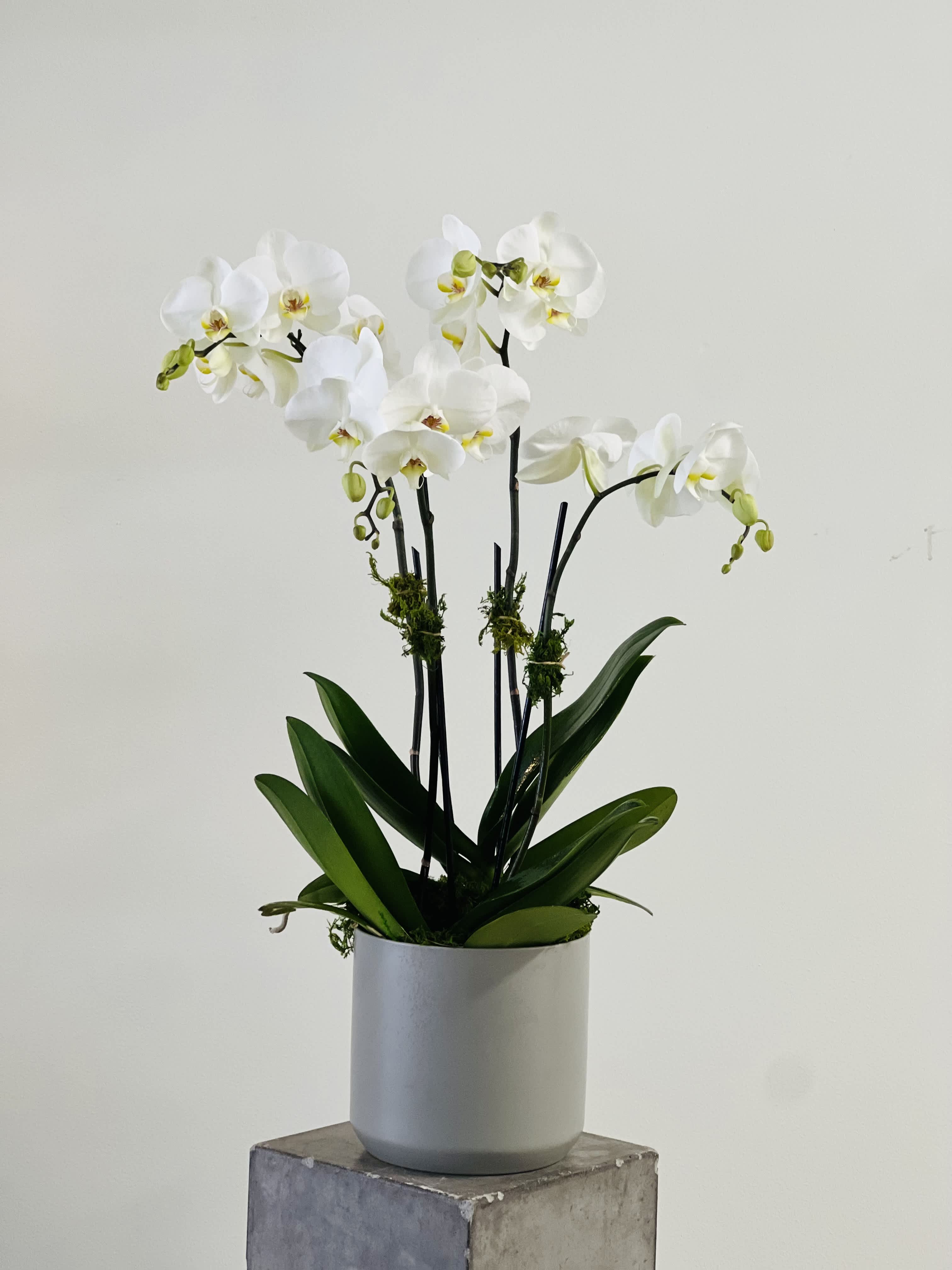 ORCHIDS - LARGE - We love orchids. Reigning Empress of the of the blooming plants; ticking so many boxes that our customers crave.   There is a touch of moss that acts like icing on a cake and makes the gift look polished and complete.