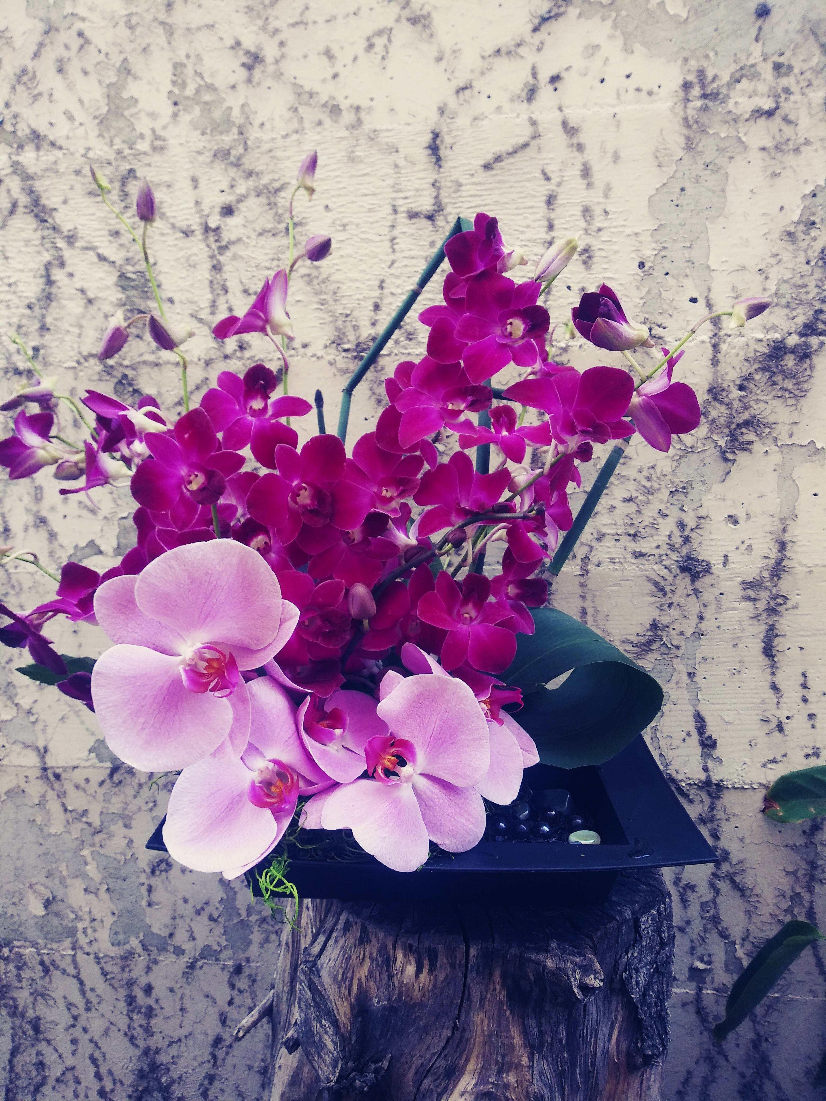 Orchid Embrace Orchid Embrace - A tropical arrangement with a variety of orchids on display.