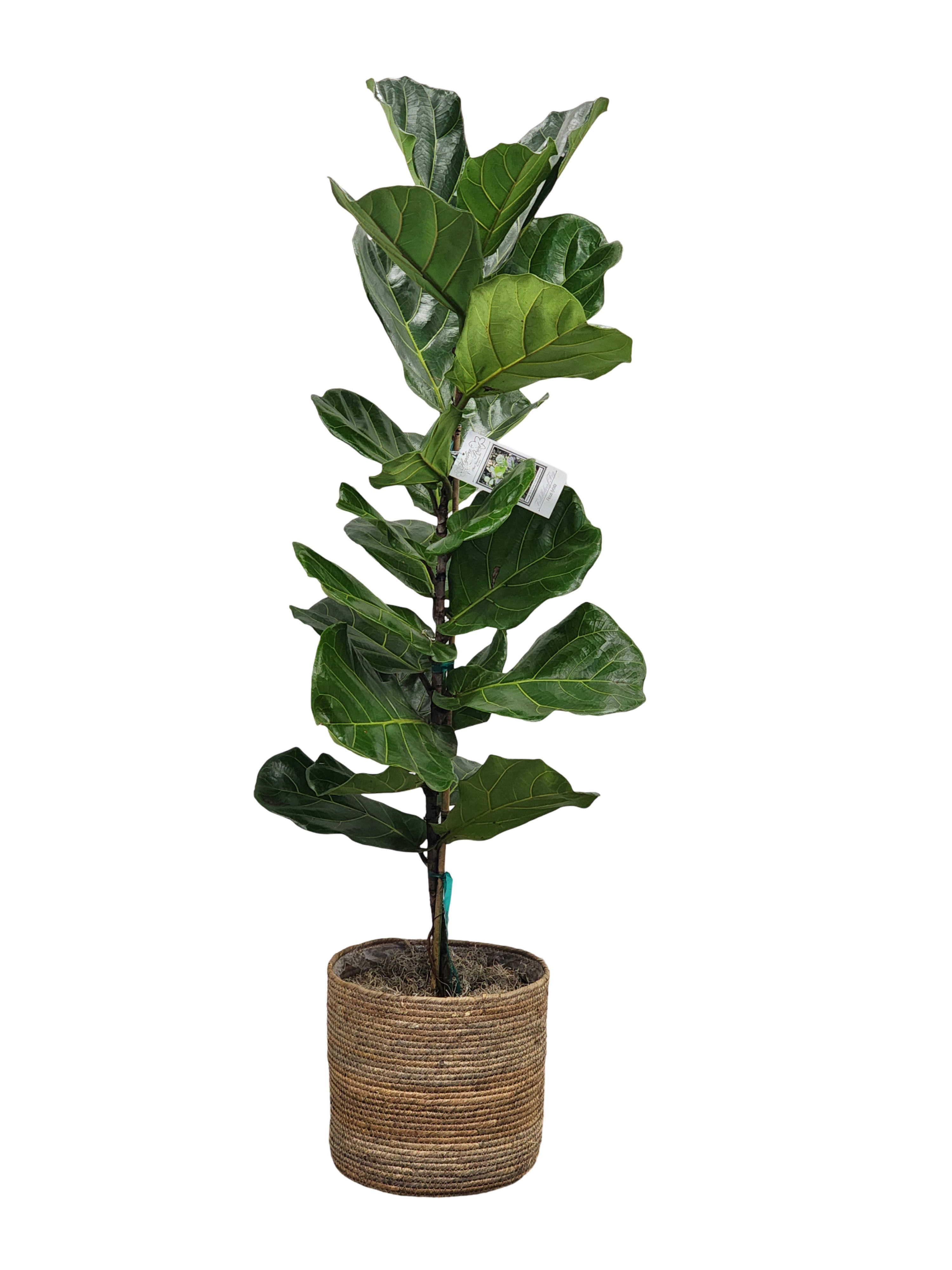 10" Fiddle Leaf Plant 10" Fiddle Leaf Plant - This large fiddle leaf fig is a beautiful indoor houseplant but is not for a beginner plant caretaker. These plants need lots of care and attention, but will grow beautifully. These plants unfortunately do not produce flowers, and are toxic to pets when eaten in large quantities. Approximately 60" tall by 30" wide. Container may vary.