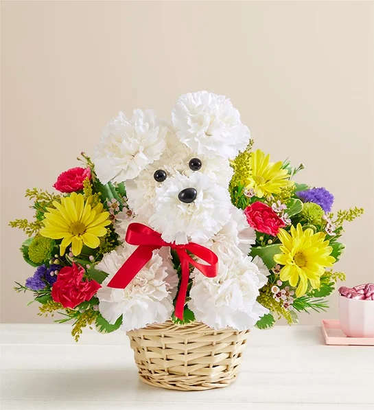 a-DOG-able in a Basket #161097 - Unleash smiles with our original and fun a-DOG-ableÂ® floral creation. Hand-designed in a handsome, reusable handled basket with carnations, assorted poms, asters and more, it's perfect for dog lovers, pet parents, or a unique gift to get you out of the doghouse. a-DOG-ableÂ® arrangement of the freshest carnations, Viking poms, asters, statice, solidago, waxflower, button poms and monte casino Hand-crafted in the shape of an adorable dog, complete with eyes, nose and a stylish collar Designed in a dark brown handled willow basket; measures 8&quot;H Arrangement measures approximately 12&quot;H x 12&quot;D Our florists select the freshest flowers available so floral colors and varieties may vary