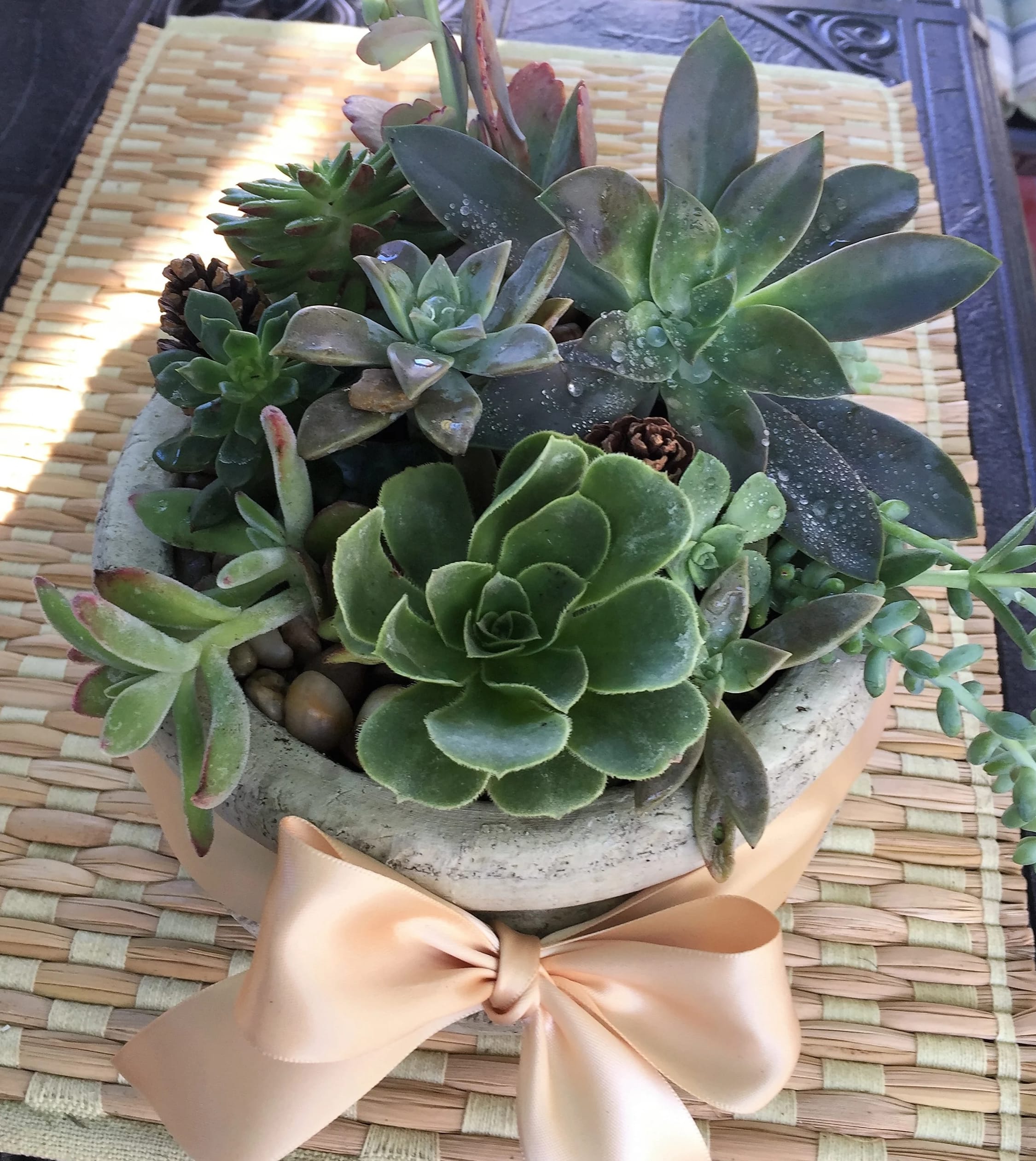 Succulent Planter - An eye-catching collection of up to 10 different potted succulents displayed together in a ceramic container. This one is very easy to care for.