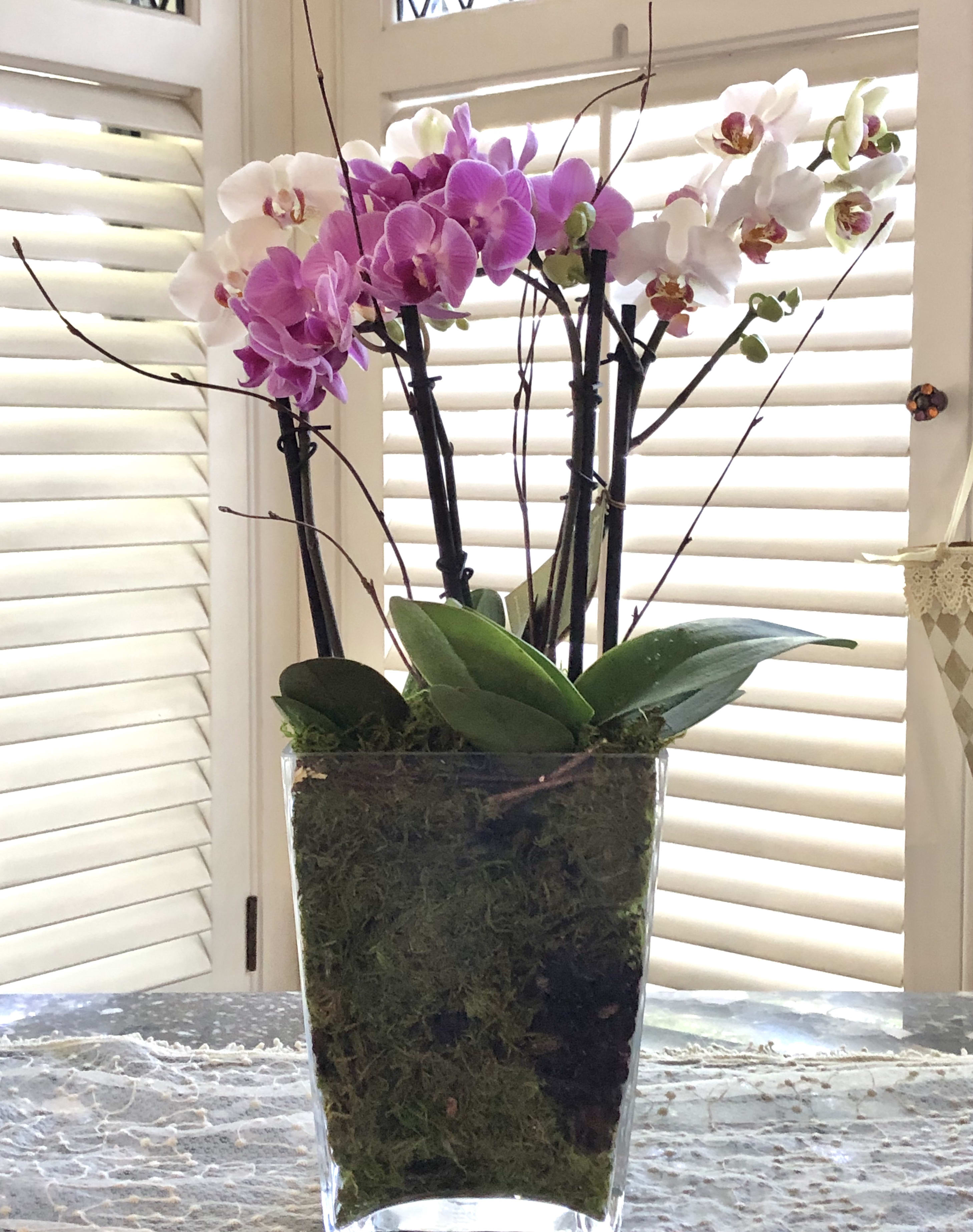 Orchid Show Orchid Show - These 3-4 beautiful petite Phalaenopsis orchids are planted together in an elegant vase, making the perfect showpiece. Available in many colors.