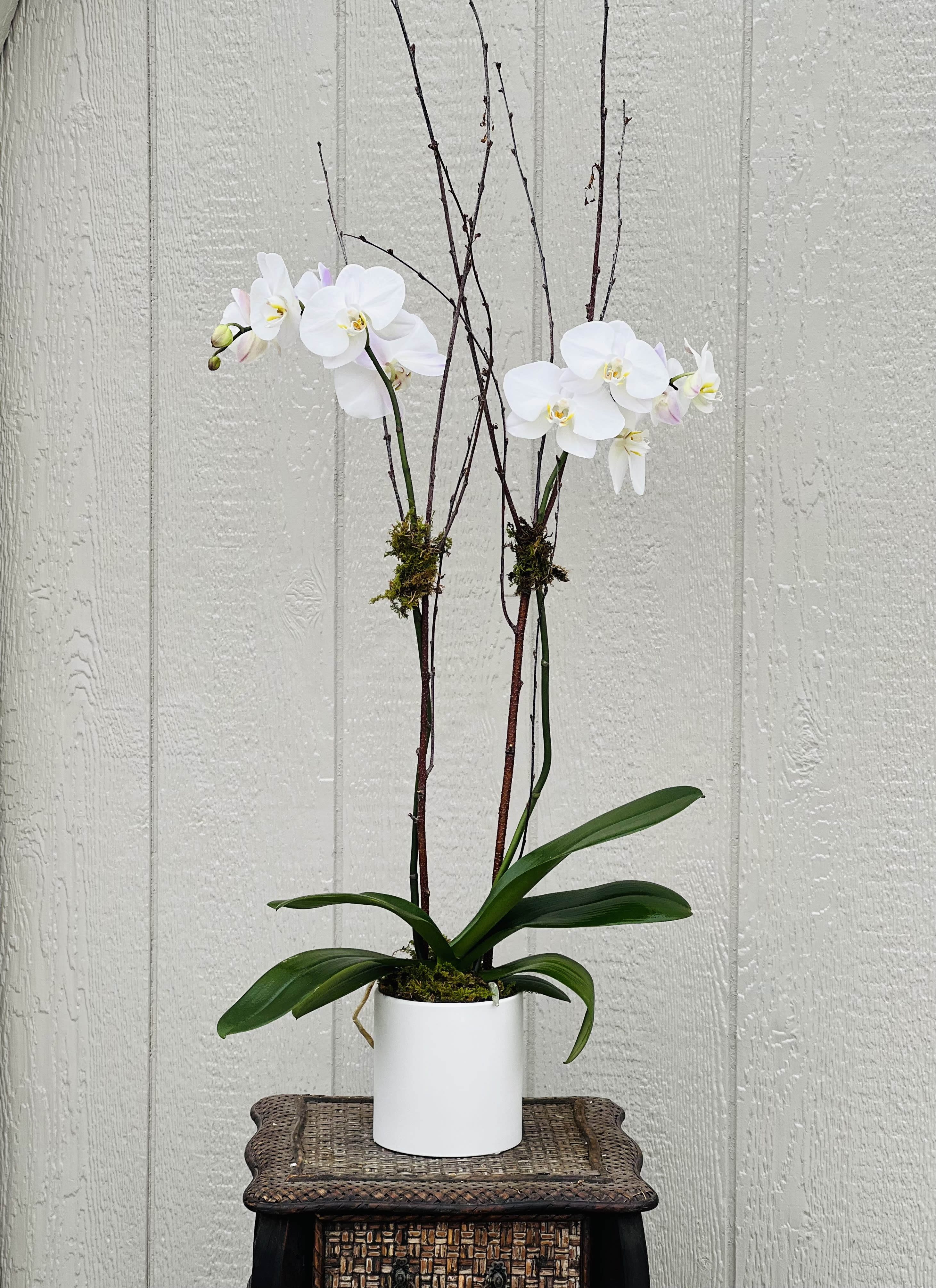 Potted Orchid  - Phalaenopsis orchid in decorative pot with natural branches and moss. 