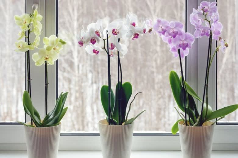 Orchid Potted Plant 4 in Rohnert Park CA Bella Vita Floral Productions