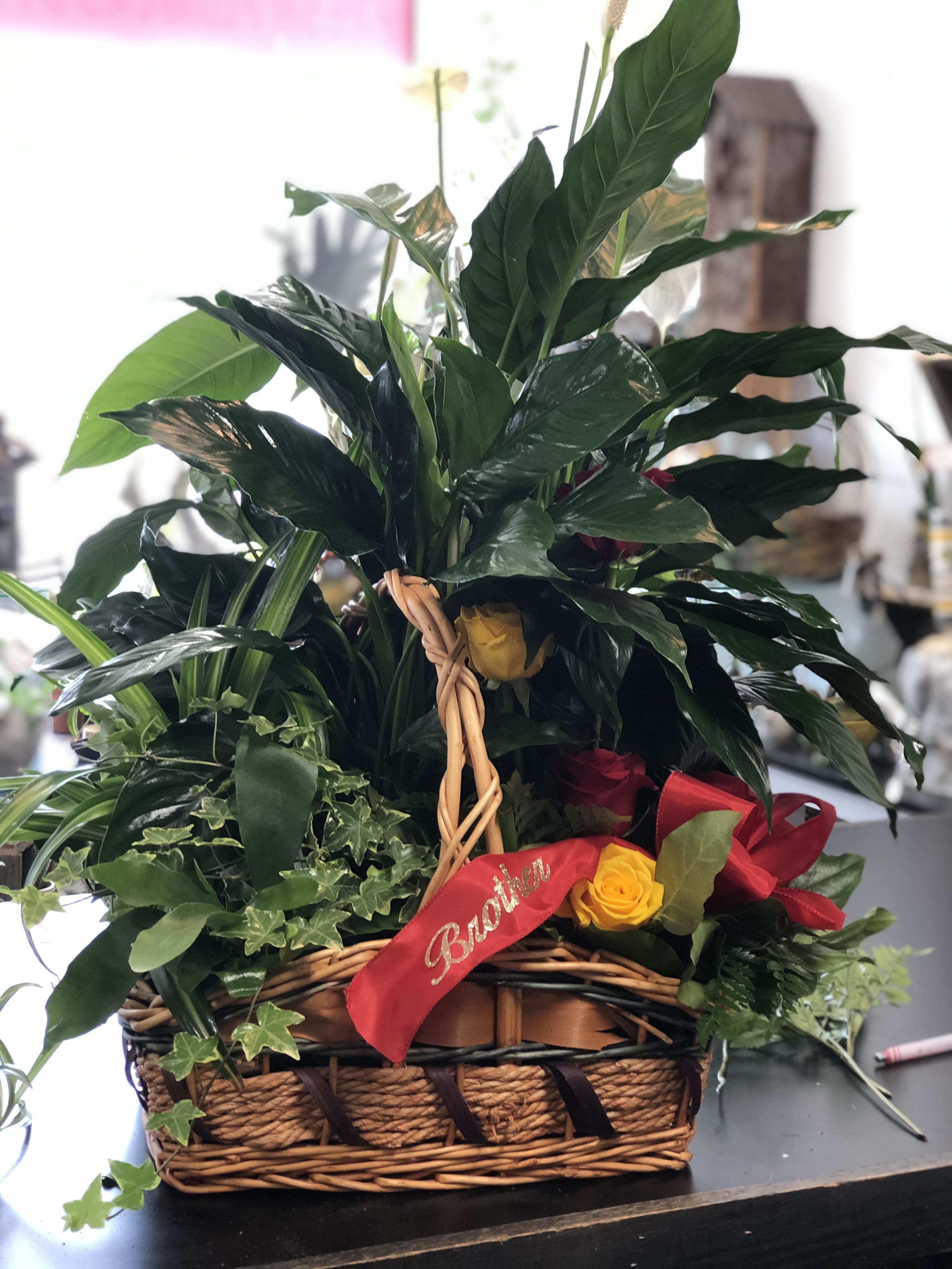 Dish Gardens Dish Gardens - A nice combination of mixed plants is perfect for any occasion. We can even add a little fresh cut too for some color