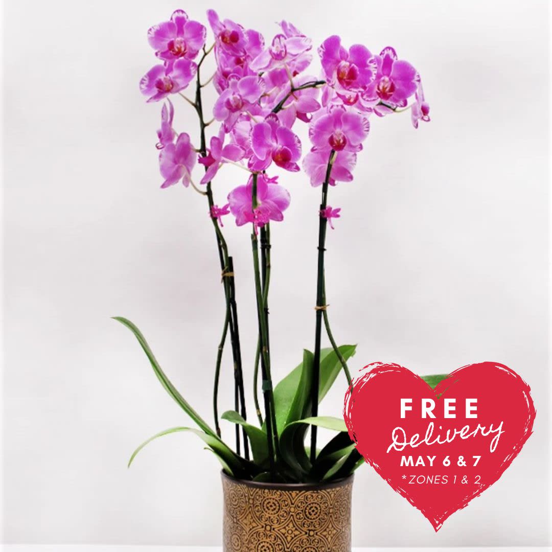 Premium Local Phalaenopsis Garden (4 Stems) Locally Grown - From the Waianae Coast, this 4 stem pot is gorgeous!!!!  Great for an office or entry to a home! Stands about 3 feet tall in a beautiful vase.