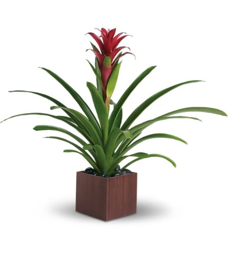 Bromeliad Beauty - Related to the pineapple plant perhaps because of its sweetness this gorgeous beauty adds red and tropical greenery to any room. It's delivered in an exclusive wooden cube which makes it extra beautiful.