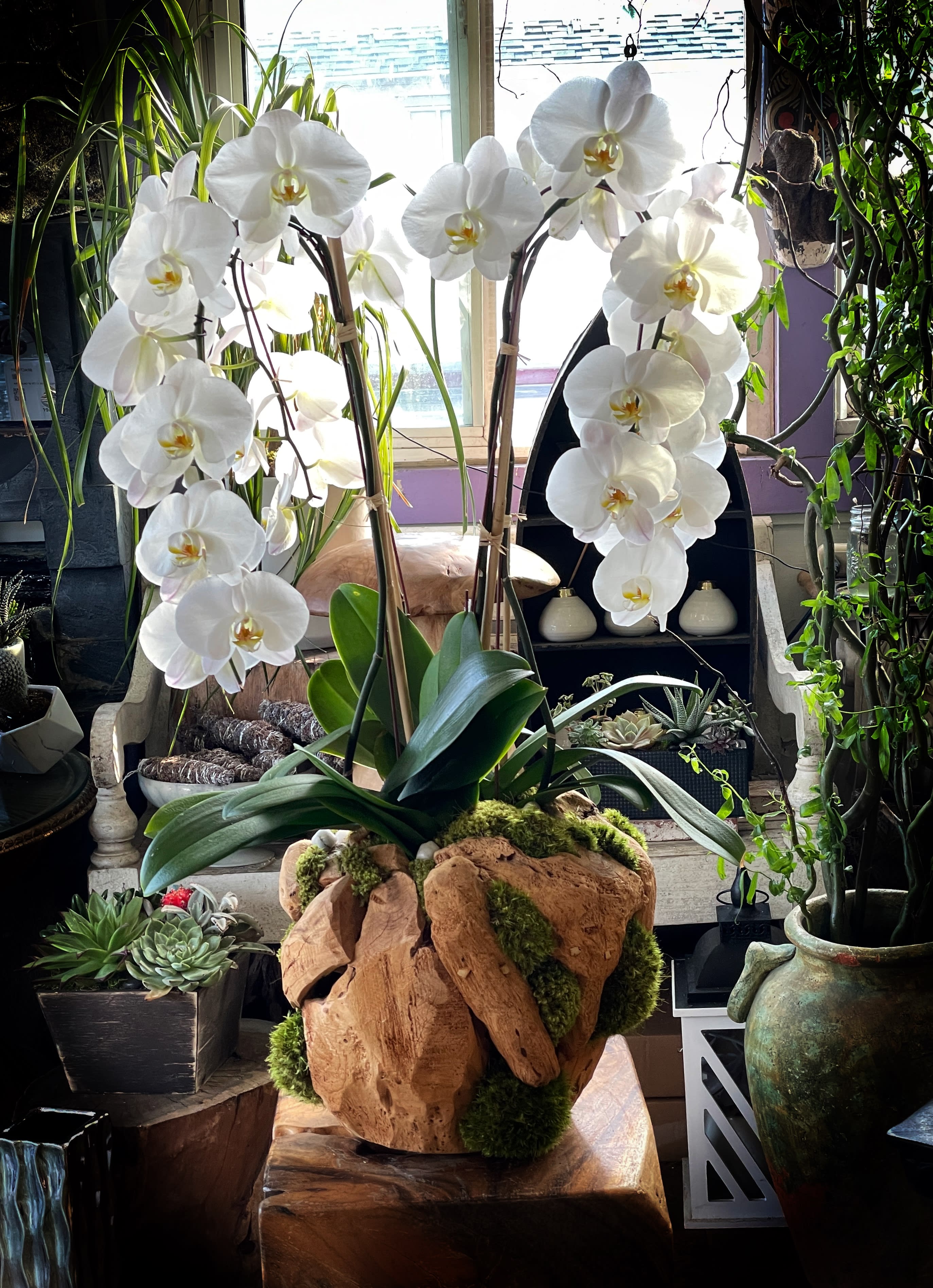 Venetian Orchid Plant - All white four stem premium orchid plant with limited handcrafted wooden pot. Entangled with fresh moss all throughout the arrangement. 