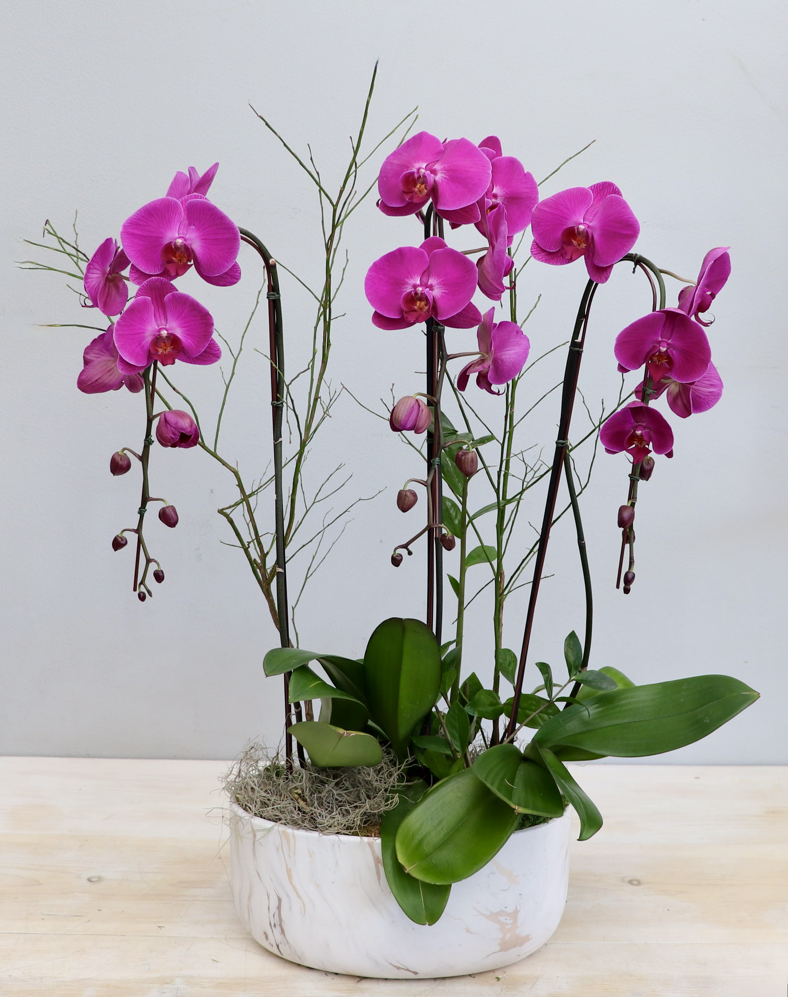 Purple Orchid Trio - My Glendale Florist - This vase arrangement pairs 3 cascading purple orchids with succulents and assorted plant fillers. Each upgrade brings more orchids. 