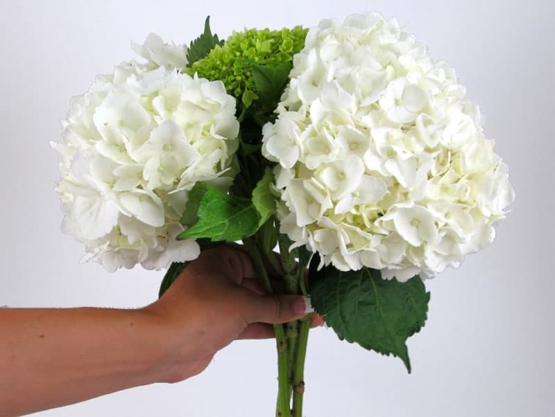 Wrapped In Elegance:10 Stems Of White Hydrangea (Premium Size) Wrapped In Elegance:10 Stems Of White Hydrangea (Premium Size) - The delicate beauty of white hydrangea blooms symbolizes purity and grace that never goes out of style. With "Wrapped in Elegance: 15 Stems of White Hydrangea," we present a bouquet that encapsulates the timeless charm of these blossoms. Join us as we explore the petals of this arrangement, where each white hydrangea stem is carefully wrapped in a gesture of elegance. Flower: Hydrangea Color: White Stem Count: 10 Item: 101