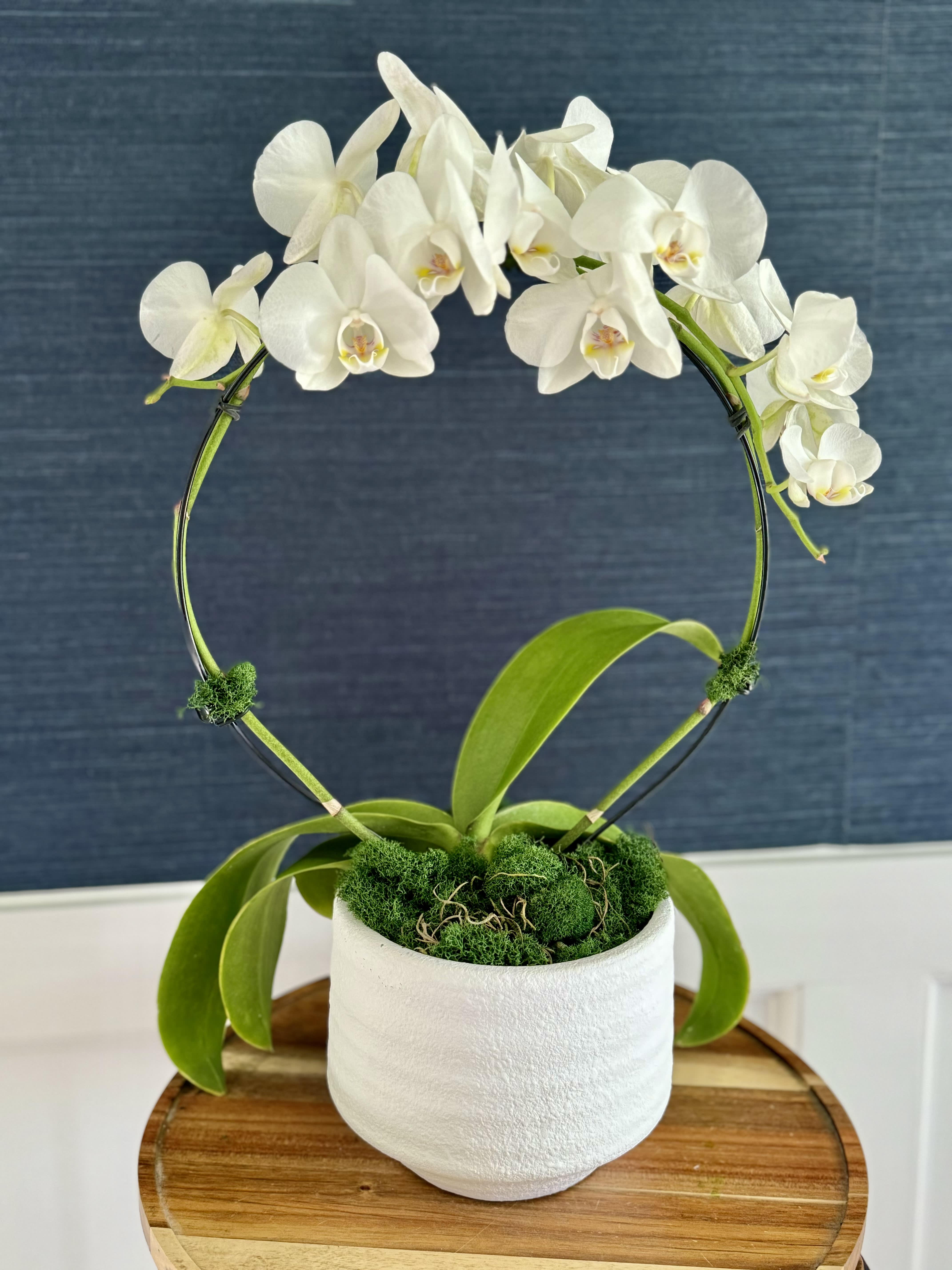 Phalaenopsis Orchid Infinity Hoop - A beautiful double white orchid that makes an infinity hoop in a 5&quot; container and white pot.