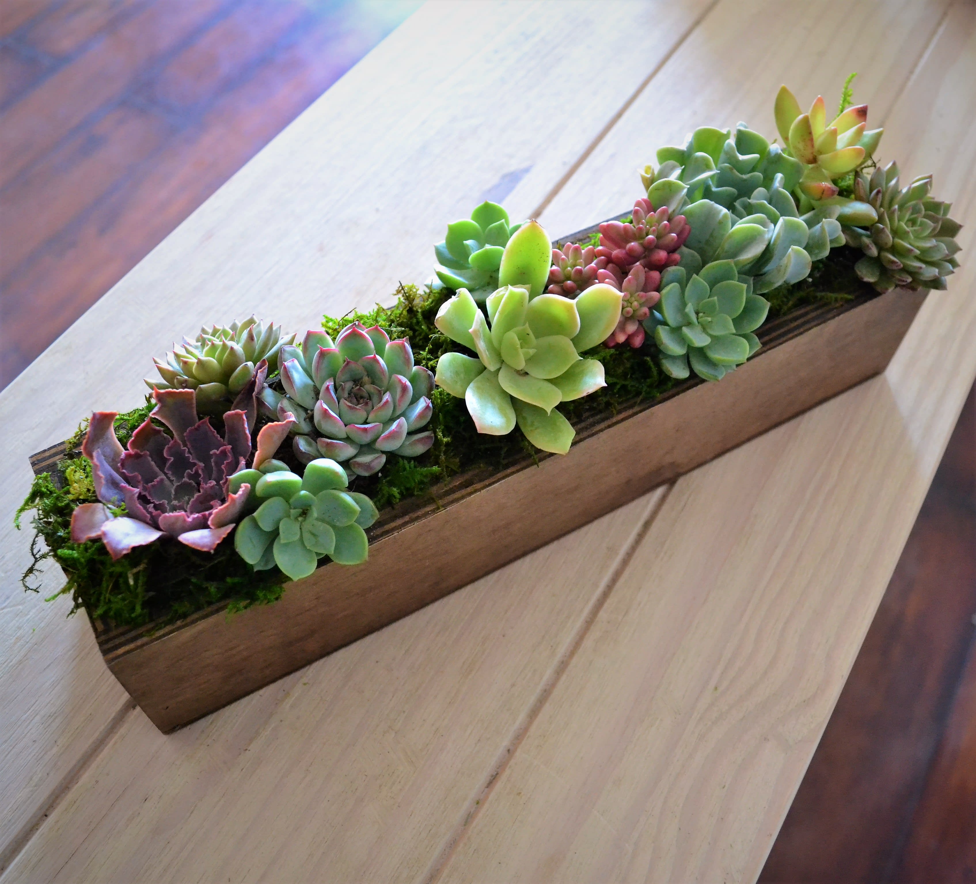 Succulent Planter - Say goodbye to boring, traditional planters and hello to our stylish succulent planter! This unique piece of décor adds a splash of nature to your home, with an accompanying touch of  sophisticated style. 