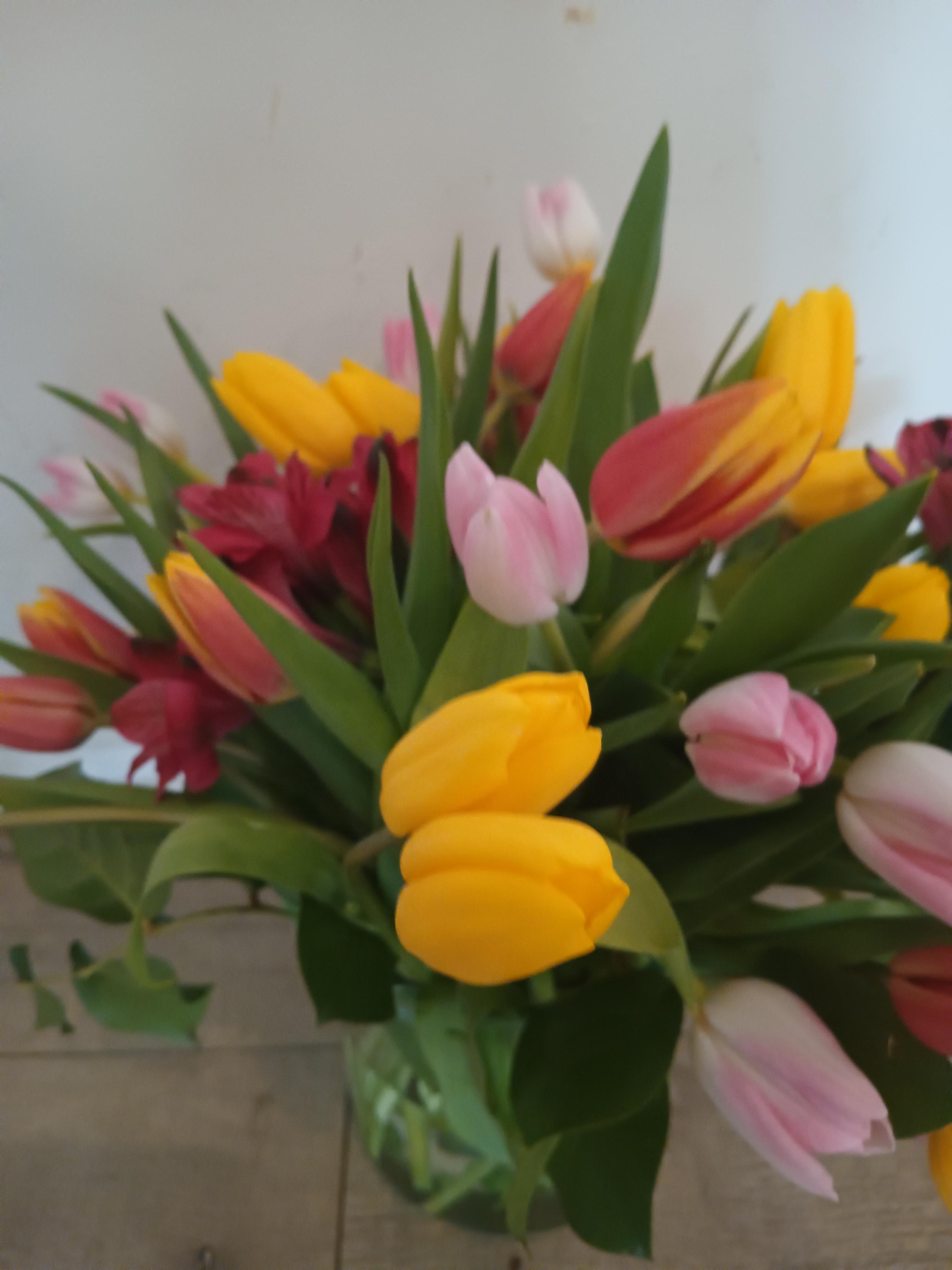 Tulips Tulips - Tulips