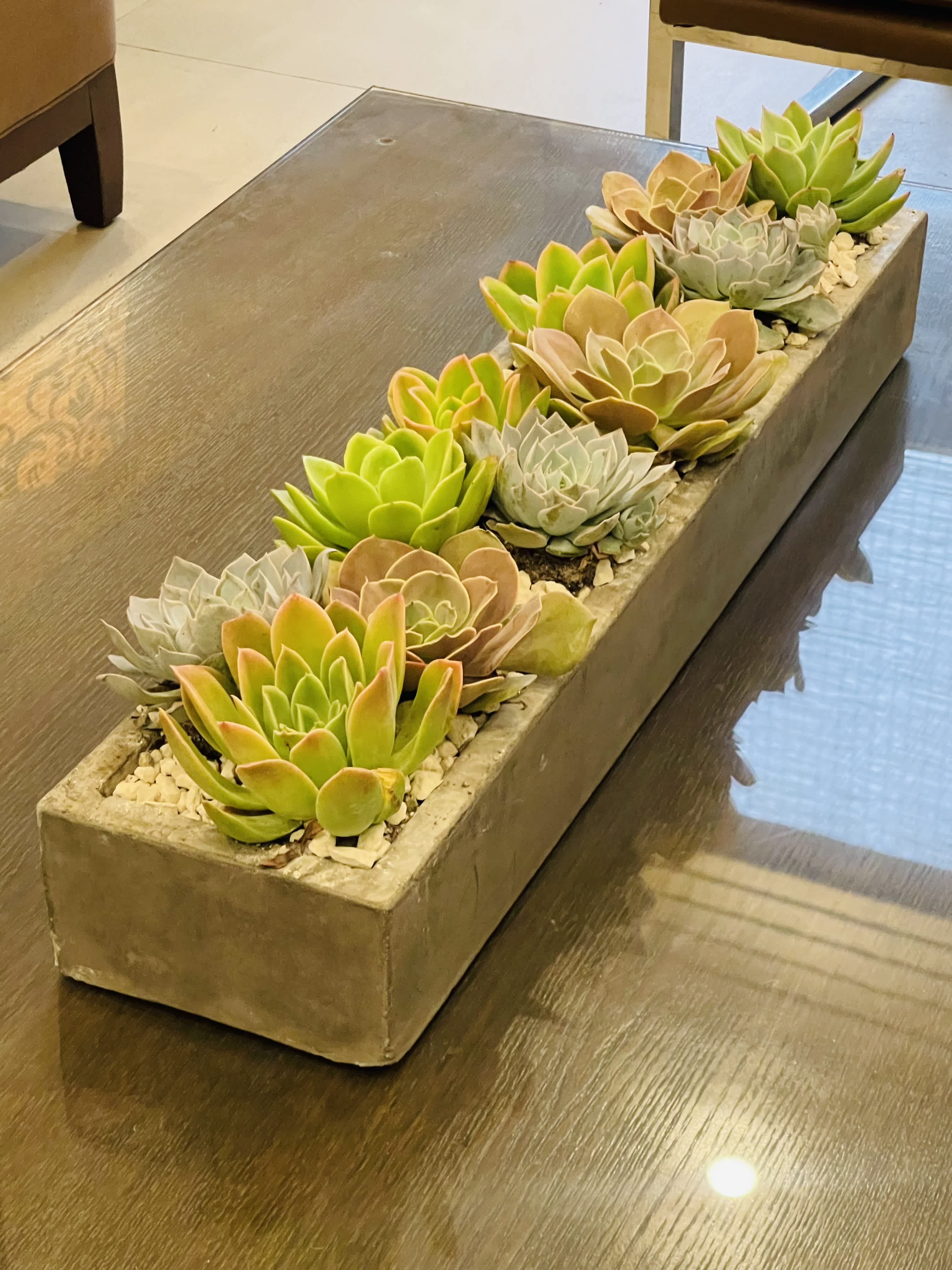 Rectangular succulent, large plant - This is a modern rectangular succulent plant. Large size approximately 3 feet long and 6 inches wide with beautiful white garden rocks.
