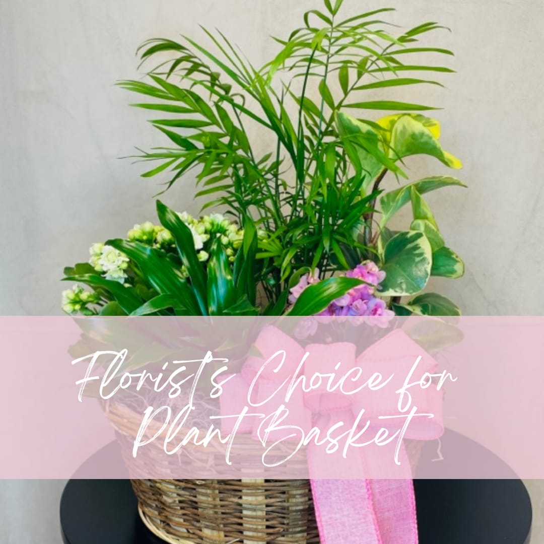 Florist's Choice Plant Basket - A selection of green and blooming plants.