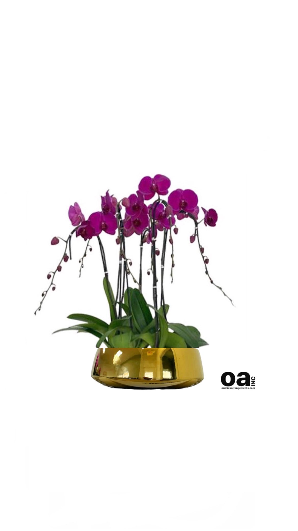 Orchids Floral Miami Beach by Orchids Arrangements