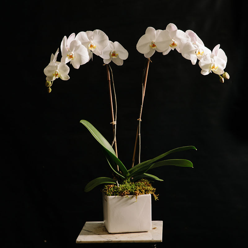 Double white Phalaenopsis Double white Phalaenopsis - Double stem white phalaenopsis