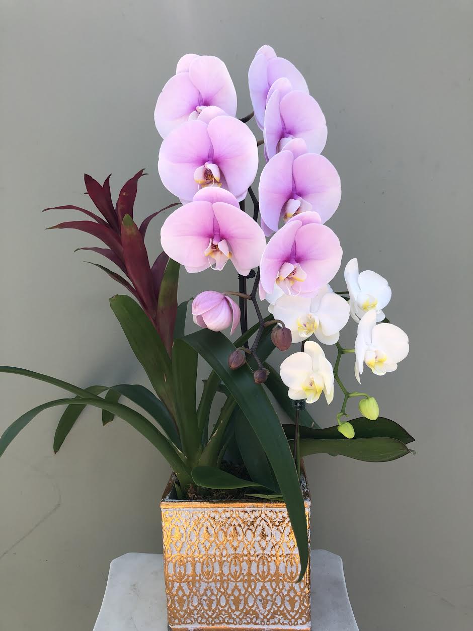 Sweet Success  - BEST COLORS ORCHIDS PLANT WITH BROMELIAD PLANT. IN POT.