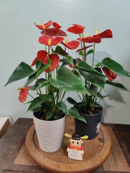 Anthurium Planter - The Anthurium is a stunning tropical wonder. This is the perfect gift for someone who appreciates the beauty of the tropics and a plant that is hardy and strong. Give them a gift that is sure to last and bring a smile to their face every morning.   This is a 5-inch planter. The container will be vary.   This is a 6&quot; planter, comes in red, pink or light purple. Anthurium plants require indirect sunlight, high humidity, and frequent watering without soaking. Limited availability. 