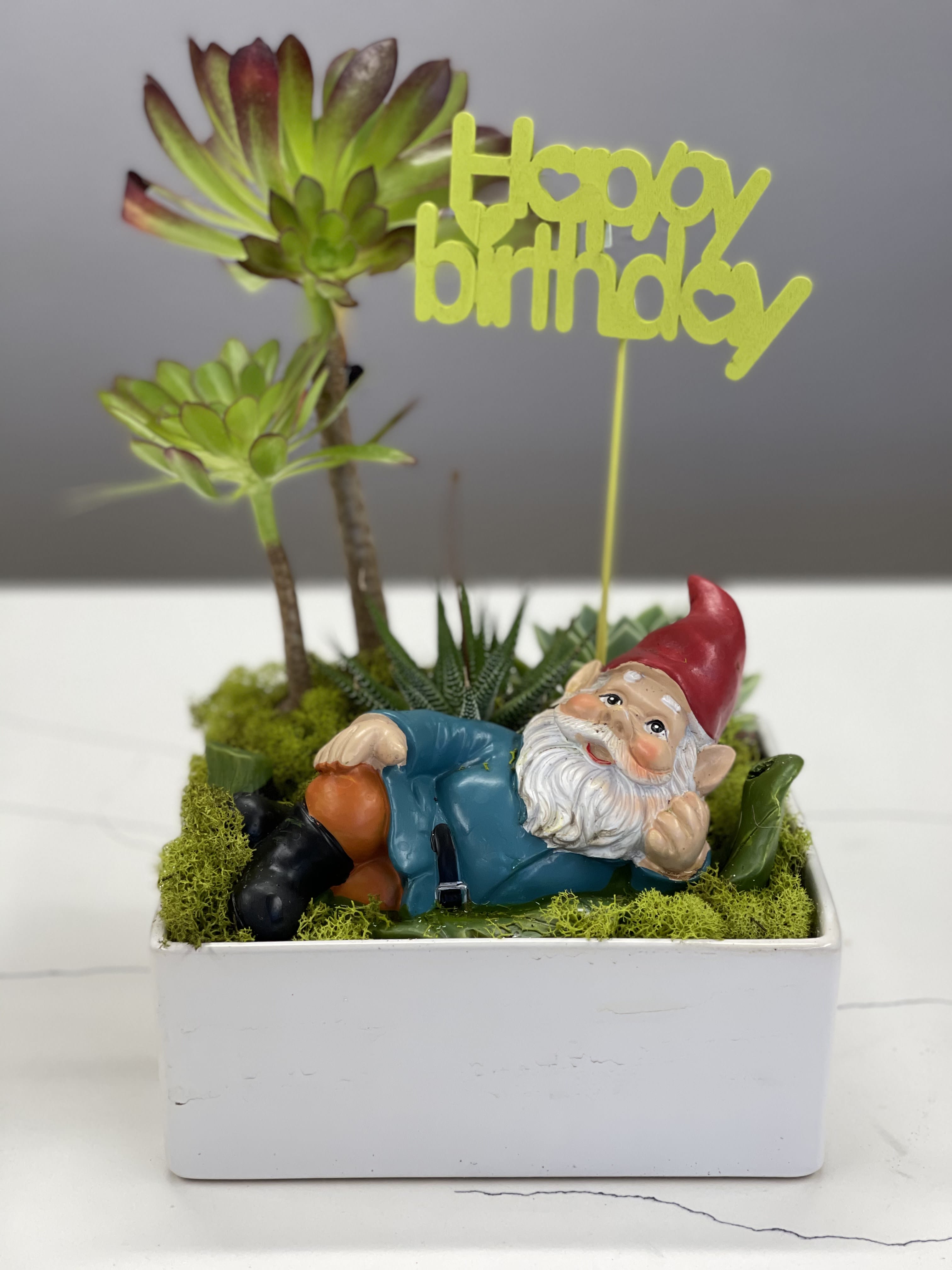 Birthday Gnome Birthday Gnome - Happy Birthday from your favorite little gnome relaxing in an easy to care for succulent garden- Just add water when the soil is dry!