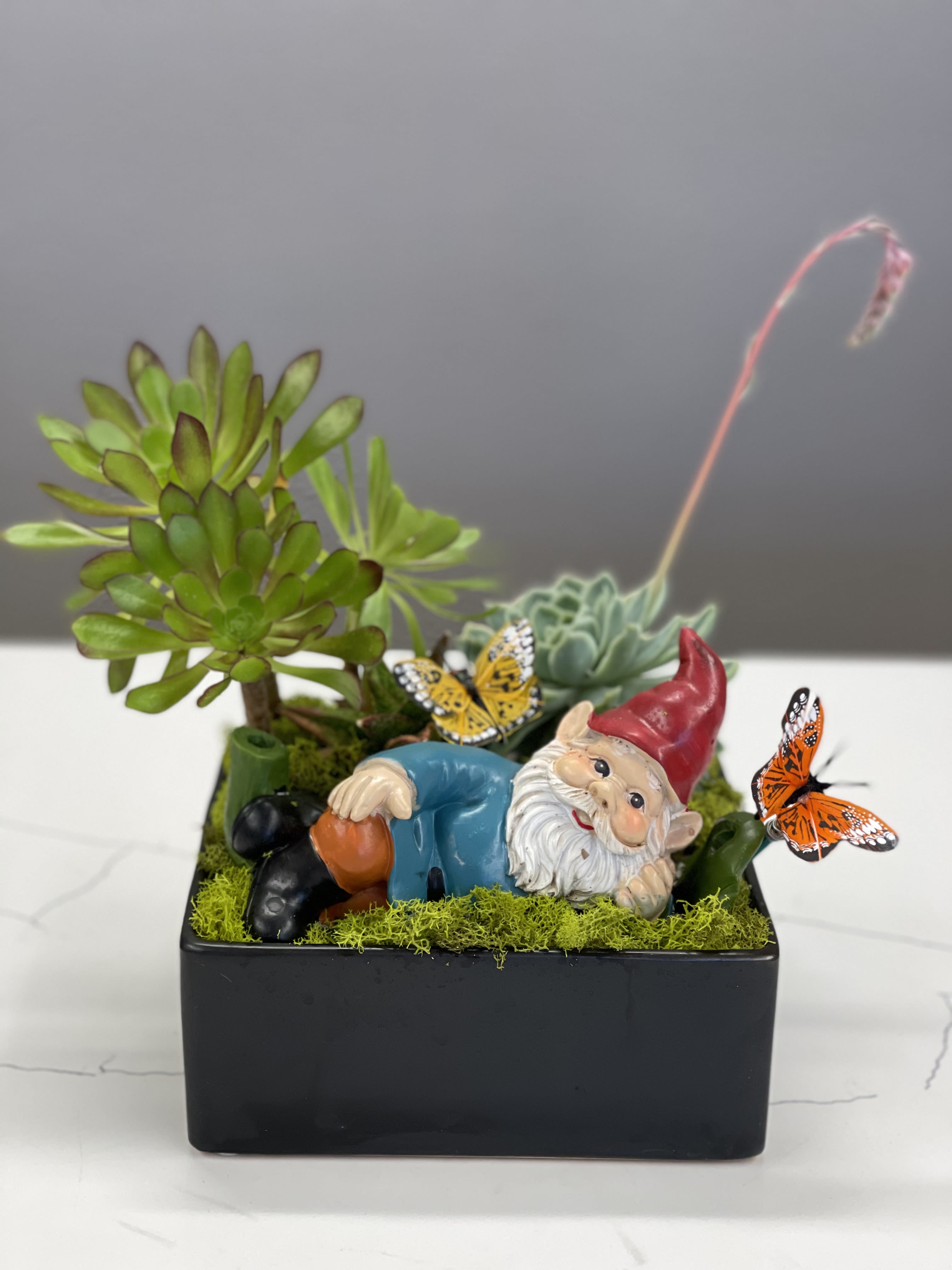 Gnomy's lazy days Gnomy's lazy days - This happy guy with his butterflies are relaxing in an easy to care for succulent garden- just add water when the soil is dry!