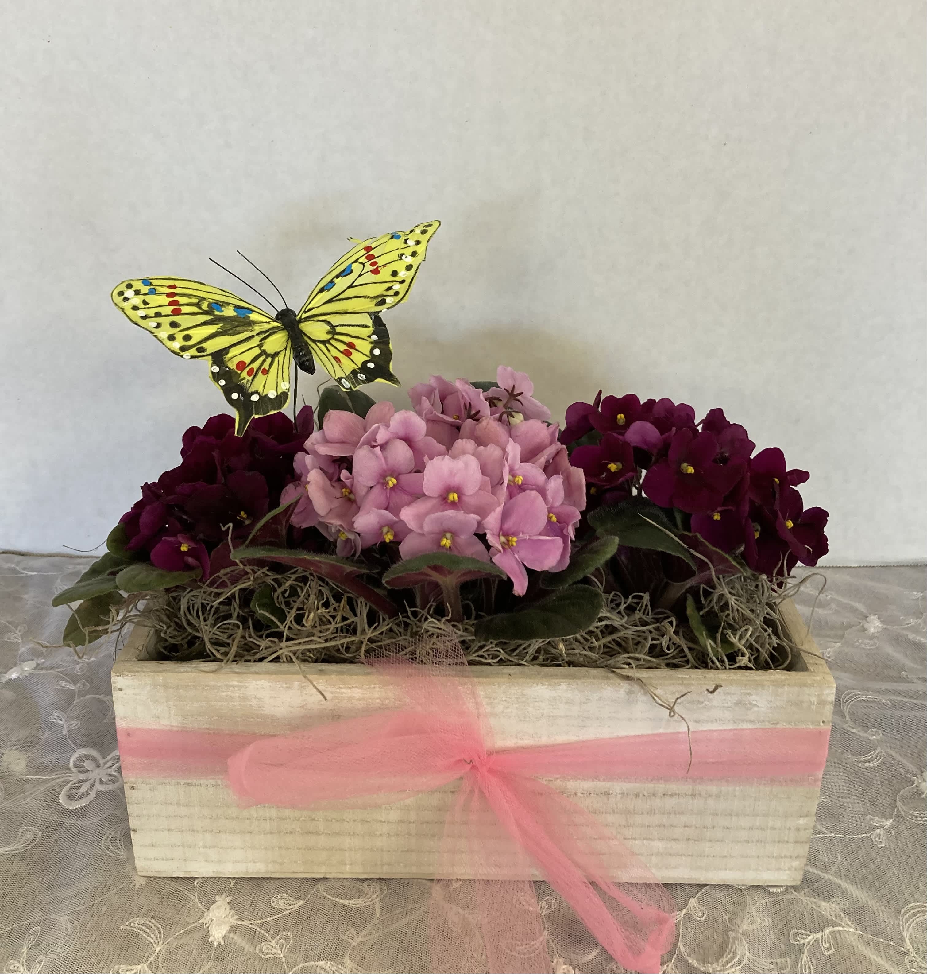 Violets!! - Sweet violet planter,  3 violets dressed with a butterfly in a wooden box.  Ideal for many occassions.   Available today for delivery or pick up