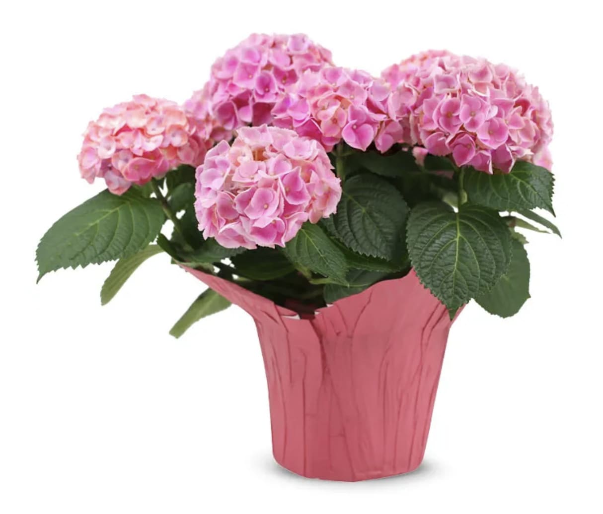Pink Hydrangea Plant - Stunning pink hues make this blooming hydrangea plant the perfect gift! In addition to being bold and beautiful, it is fantastically easy to care for! Simply make sure to give it plenty of water and sunlight; it can even be replanted outside in many climates.