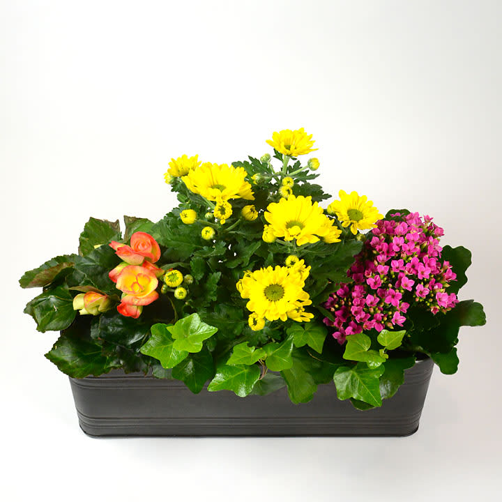 Nashville by Woodlane Flowers