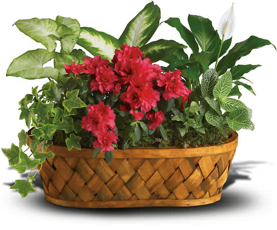 PLANTS GALORE - Perk up a pal's kitchen, bath or breakfast nook with this wonderful wicker basket! Boasting a total of six unique, living houseplants, it adds a breath of fresh greenery to any room. Its long oval shape makes it a lovely window basket!  