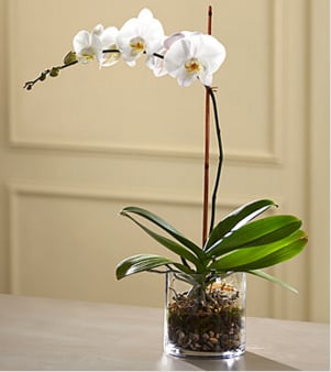 The FTD White Orchid Planter - Rare. Exquisite. Beautiful. This exotic orchid plant makes a loving way to honor a very special someone who has passed away. The graceful Phalaenopsis Orchid has been styled by an FTD artisan florist, placed in a simple glass cylinder planter garnished with river rocks. It makes an elegant and understated tribute that’'s a testament to the life you a’re celebrating and to your extraordinary taste. It sends a touching message of sympathy and comfort to a wake or for delivering your condolences to grieving family and friends at home.   Your purchase includes a complimentary personalized gift message.