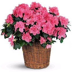 Azaleas - Azaleas are full of flowers that will cheer up anyone.   They come in White, Soft Pink, Hot Pink and Lavender.  We dress them up by putting them in a basket with a bow.   Want something more &quot;OOOO&quot;?   We can place two or three plants together in the same basket.  Each plant  measures 15-18&quot;H by 12-14&quot; wide.  