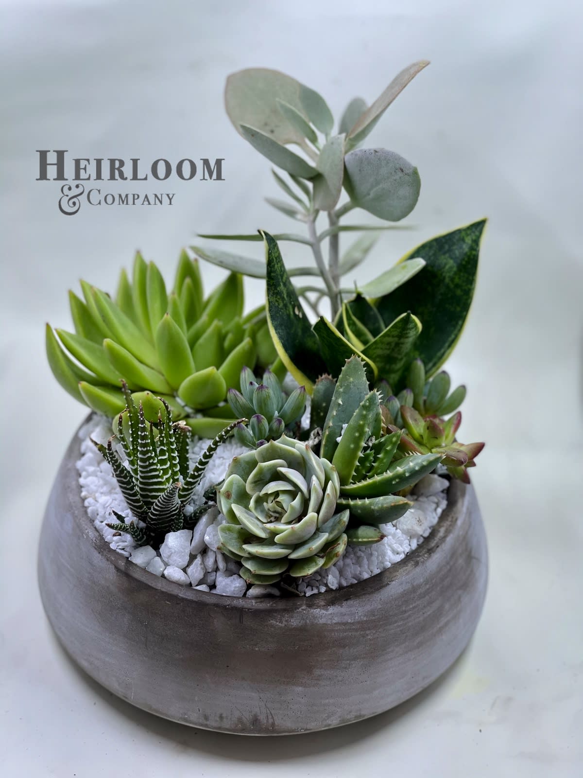 Zen Garden - A large cement planters filled with an array of had picked succulent-cactus hybrids, and topped with a layer if fine white rocks.