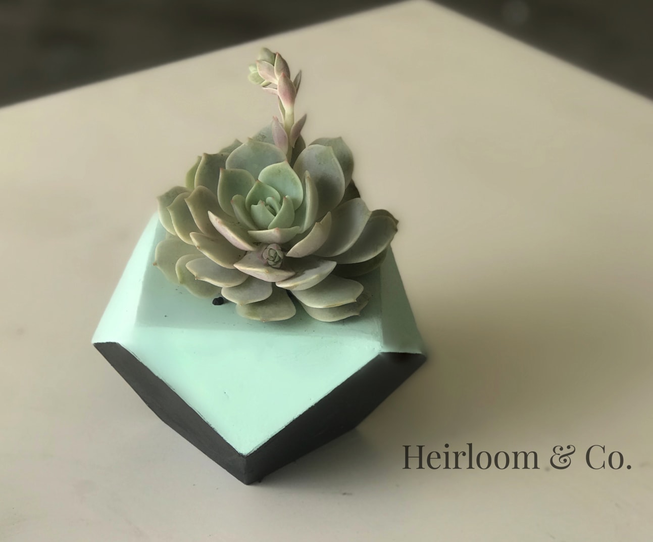 Kiddo Kiddo - Mint and Charcoal-Navy Geometric cement container with a rather rare succulent.