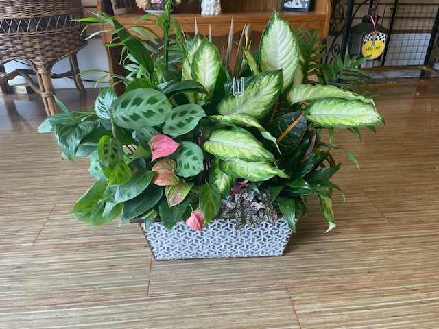 Extra Large Dishgarden in Tin Container Extra Large Dishgarden in Tin Container - Extra Large dishgarden in rectangular tin
