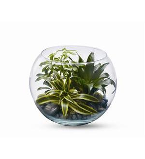 Sphere of Tranquility - Nature’s beauty is a world of art unto itself; and green plants, brought indoors, allow us to live with that art on a daily basis. This clear glass bubble bowl with a selection of ornamental plants creates an oasis of tranquility, and would make an excel.A selection of three green plants such as schefflera and dracaena are arranged in a 12” glass bubble bowl with river rocks and mos