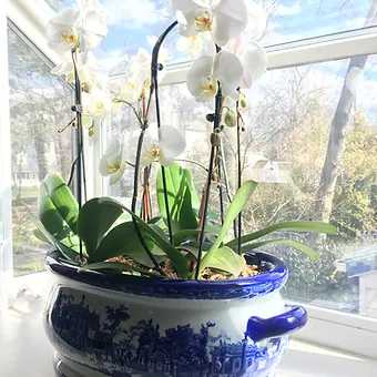 Premium orchid garden 1 - Beautifully prepared, 6 exotic white phalenopsis orchid plants in a xl ceramic pot. Requires 48 hour advance notice to prepare.