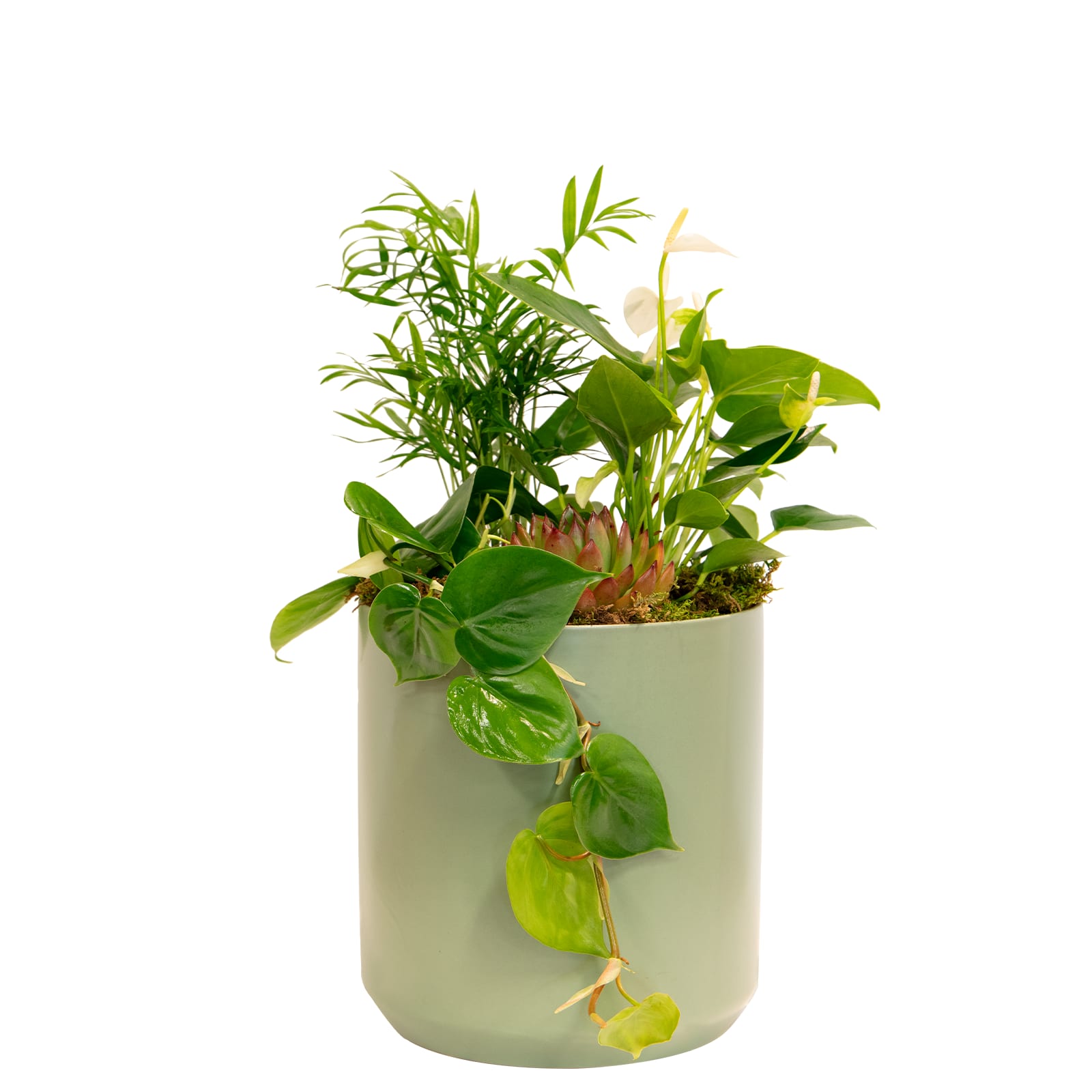 Forever Green - Want something that'll last longer than cut flowers? How about the Forever Green; a beautiful mix of house-plants! Potted in a modern ceramic container in your choice of Sage Green, Clay, or White, you'll get an array of plants that will coexist together. Perfect for offices, new business's or even for your own home, this arrangement is sure to bring green anywhere it goes!   *Plants may vary