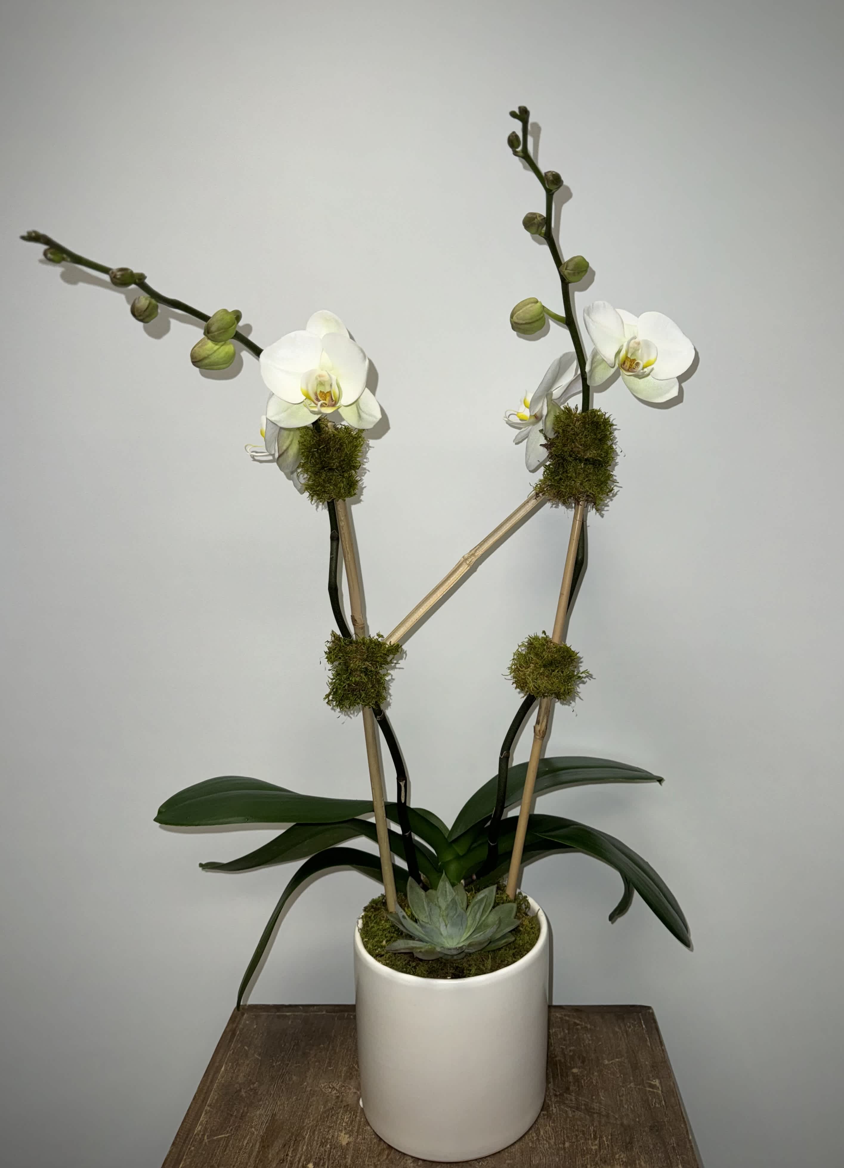 Phalaenopsis in white ceramic Phalaenopsis in white ceramic - Shown is double stem white Phalaenopsis orchid in a white ceramic. A stunning, classic blooming plant. The Phalaenopsis orchid also known as the moth orchid is a beautiful gift for any and all occasions. They come in a variety of colors so please ask us what we have in stock.