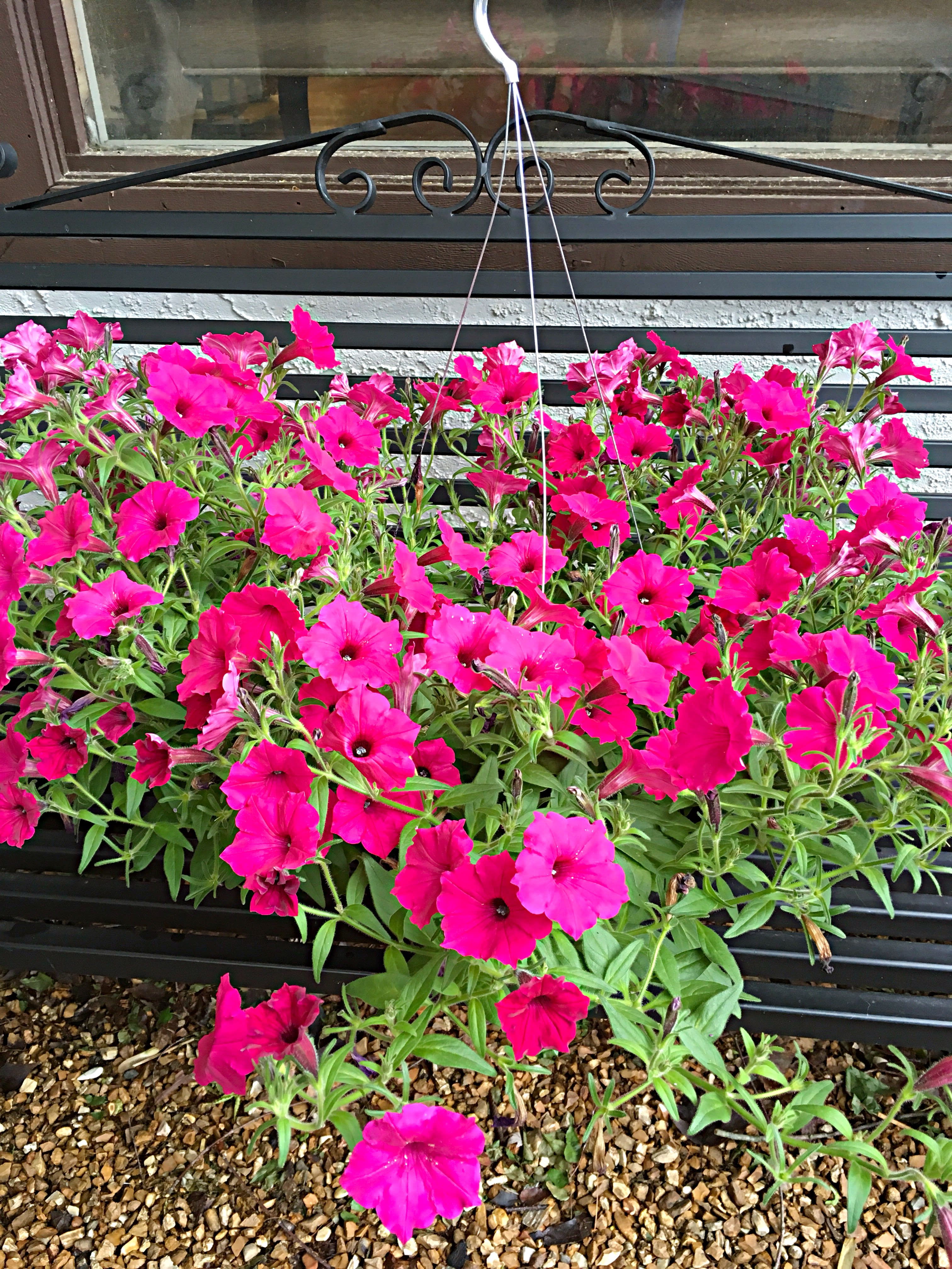 Annual hanging basket - Beautiful blooming Annual hanging basket. Full to part sun. Shades of pink or purple.