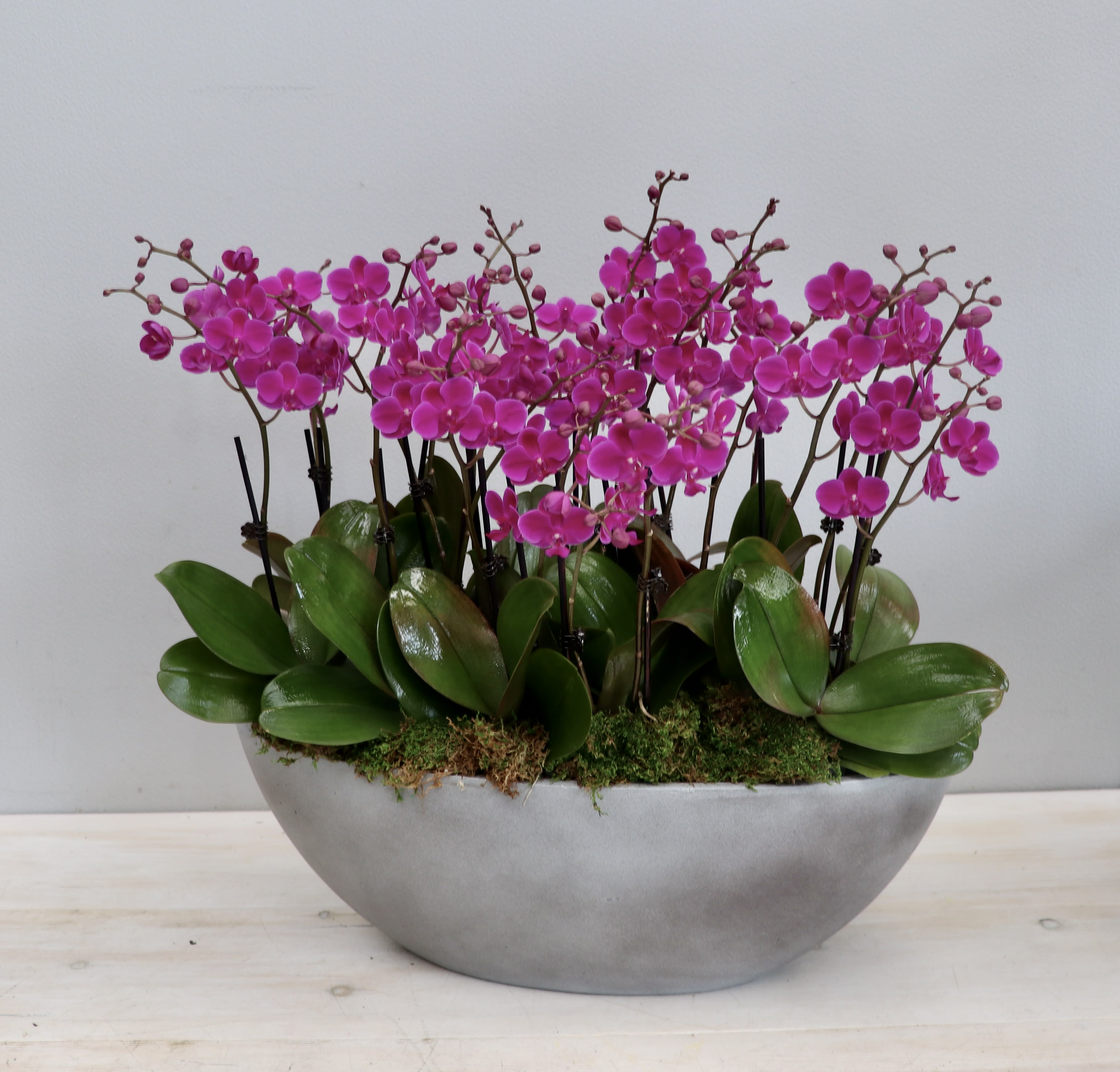 Purple Orchid Arrangement - My Glendale Florist - The purple orchid arrangement in the oval vessel is a stunning display of elegance and sophistication. The rich and vibrant purple hue of the orchids contrasts beautifully against the green moss and neutral color of the vessel, creating a visually stunning arrangement that would look beautiful in any setting. This arrangement would make a great centerpiece at a formal event or as a striking adornment for a stylish living room or entryway table.