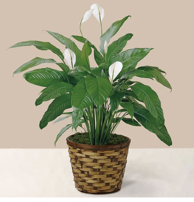 Spathiphyllum Plant Spathiphyllum Plant - Everyone could use a little peace in their life! Commonly known as the peace lily, our spathiphyllum plant is a favorite among just about everyone and perfect for every occasion. This beautiful plant is long–lasting and has an amazing effect on any room with its lush leaves and white flowers. DETAILS The planter is approximately 8" in diameter.
