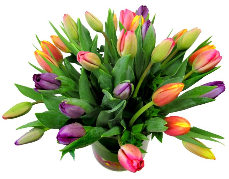 Splash of Color Tulips - Vibrant, fresh-cut Dutch tulips make a cheery showing wherever they are displayed and are perfect for any occasion. This colorful mix of imported tulips expresses the full spectrum of goodwill. A favorite of artists including David Hockney, tulips add a modern edge to any room with their vibrant colors and clean-edged petals. This beautiful bouquet is delivered hand-arranged in a clear glass vase, lined with a tropical leaf and colored beads. Standard size is approximately 11in (W) x 16in (H).  Standard - 3 Colors (May Vary) - Total of 30 Tulips w/Fresh Garden Greens - 6in (W) Cylinder Vase  Deluxe - 4 Colors (May Vary) - Total of 40 Tulips w/Fresh Garden Greens - 6in (W) Cylinder Vase  Premium - 5 Colors (May Vary) - Total of 50 Tulips w/Fresh Garden Greens - 10in Bubble Bowl Vase  Please Note: Colors may vary as we select only the freshest imported tulip varieties available on the day of your delivery.  Care Tips: Place your bouquet in a cool location away from direct sunlight, heating or cooling vents, drafty places, directly under ceiling fans, or on top of televisions or radiators. Check water level daily, keep the vase full with clean water. Change water every 2-3 days and apply a sharp fresh cut to the stems to ensure extended flower's life span.