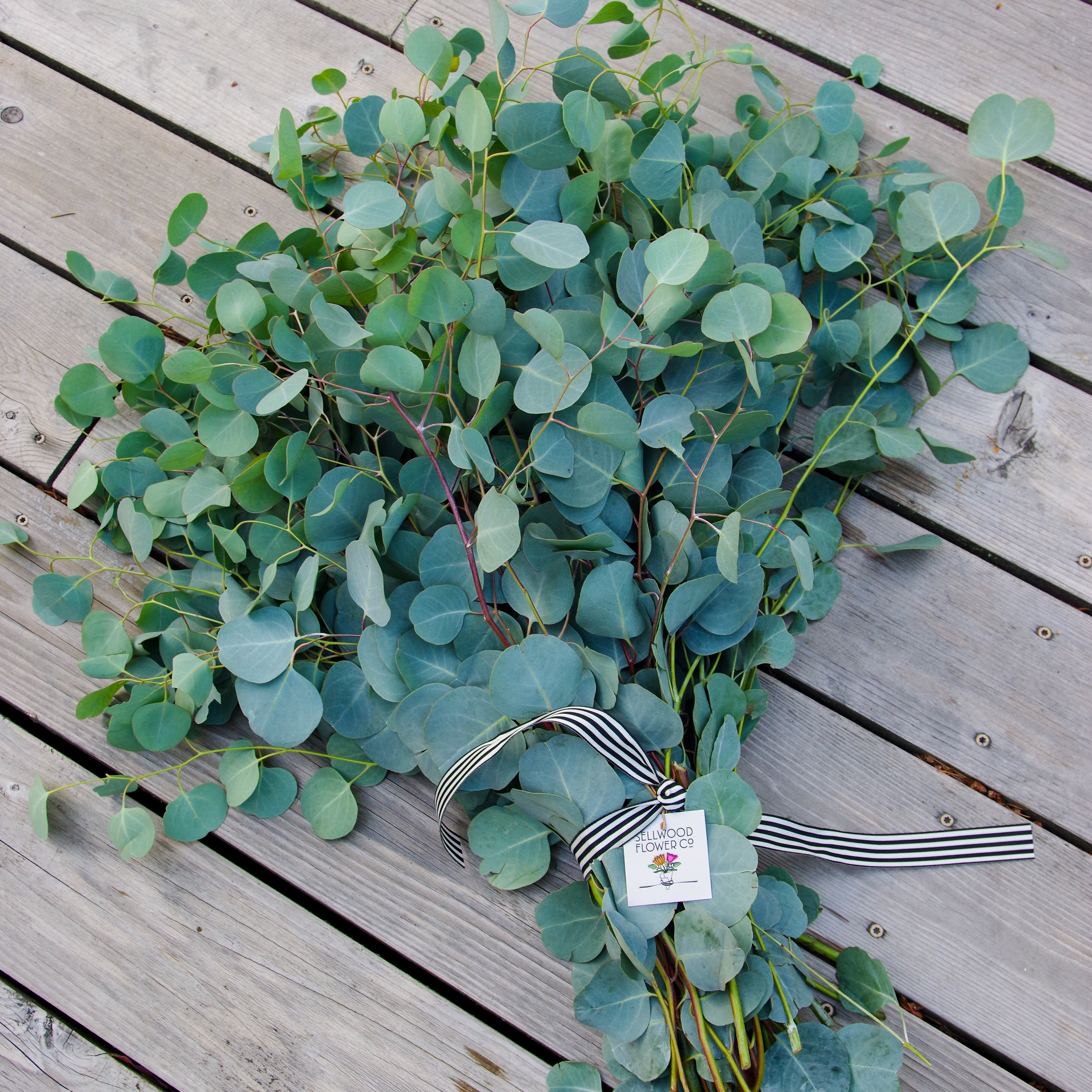Eucalyptus Lover - One large hand tied bunch of fresh local eucalyptus. Eucalyptus is a great way to add some texture and interest to a fireplace mantel or sideboard. 